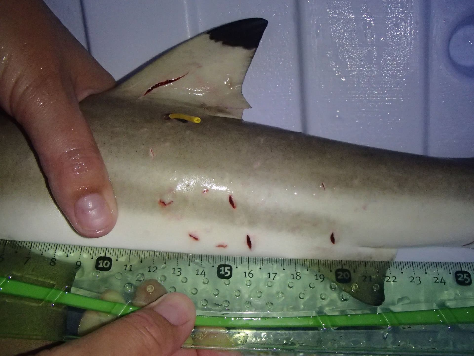Shark injury measurement