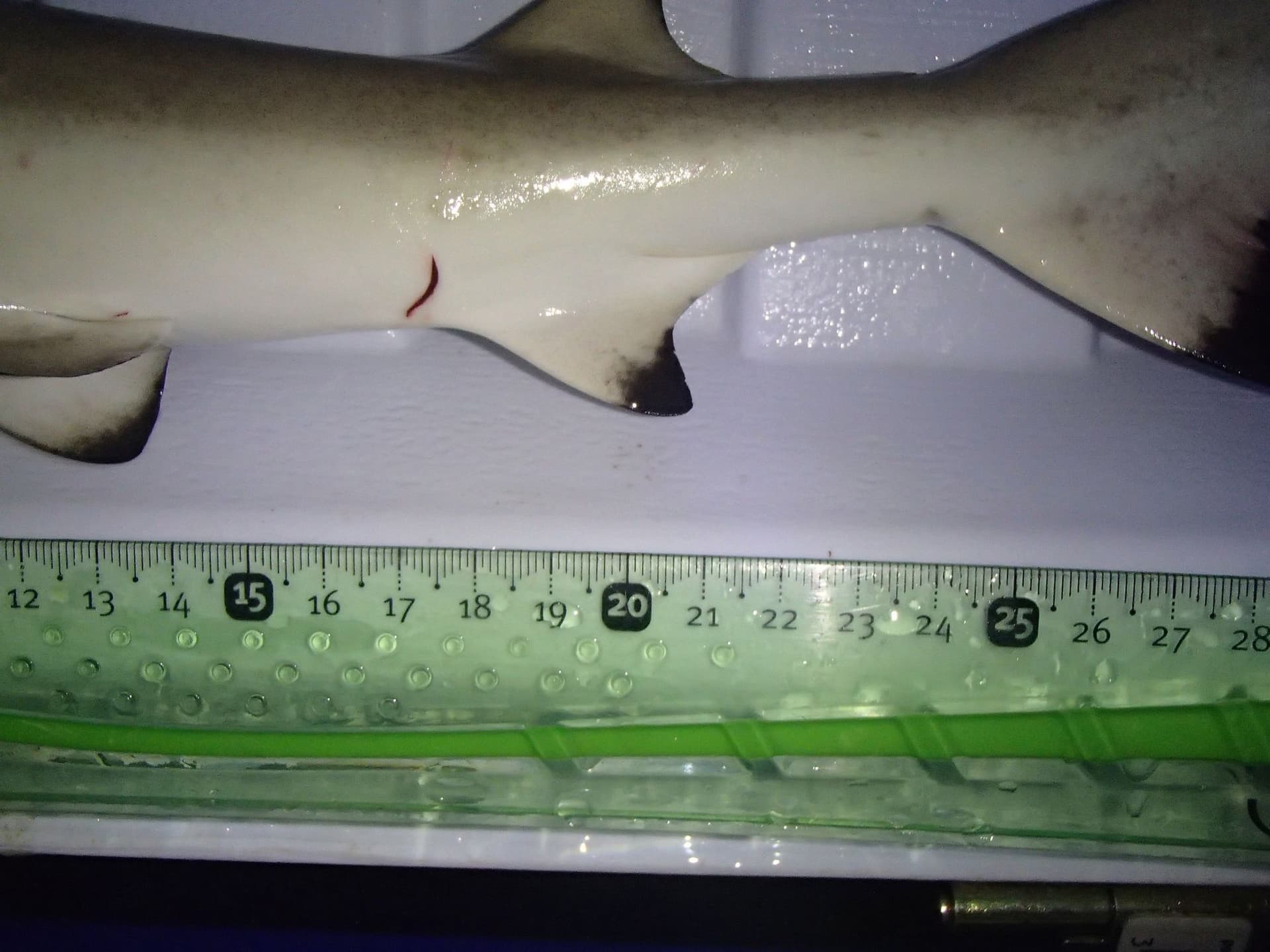 Shark injury tracking