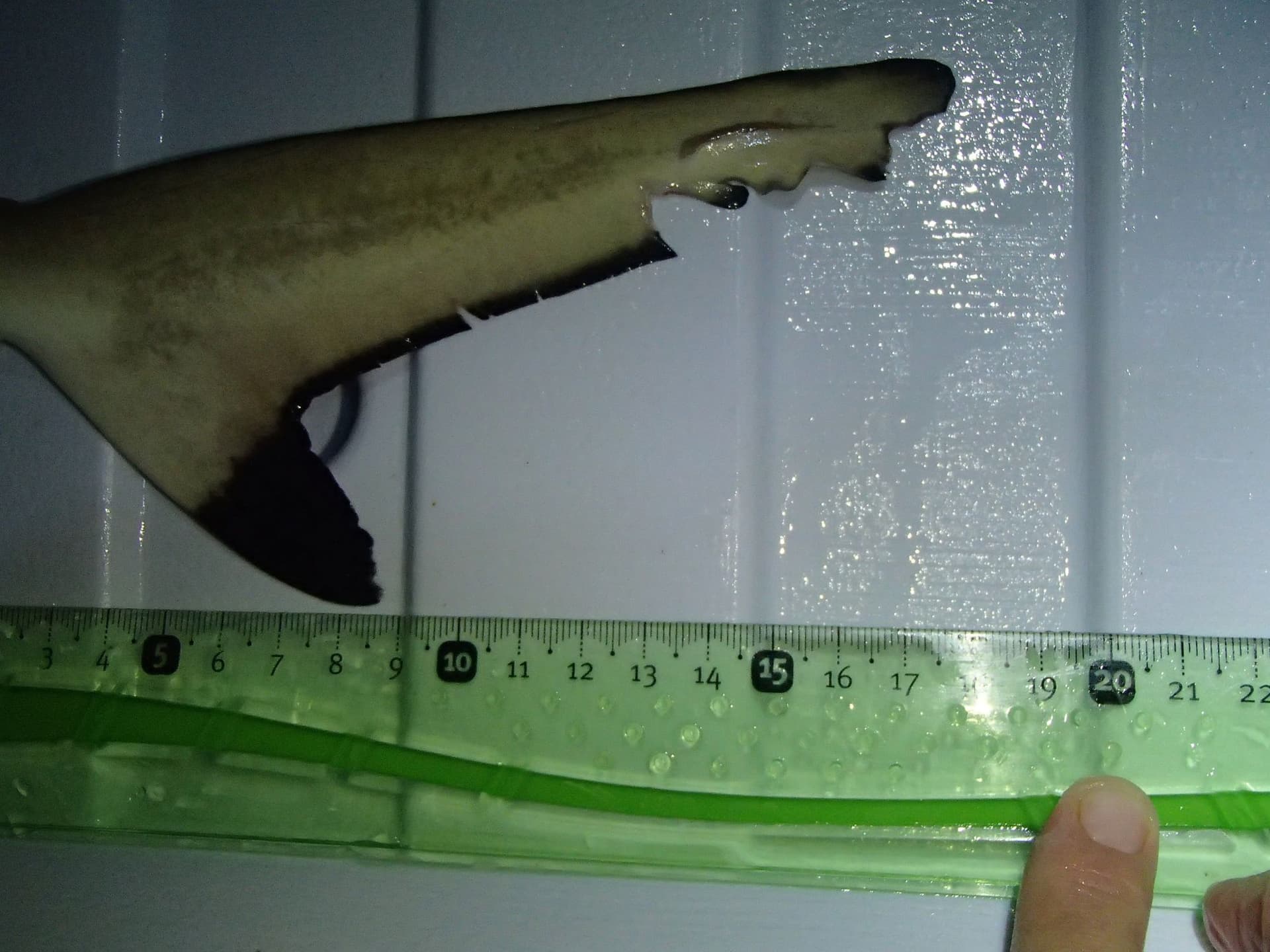 Shark injury documentation