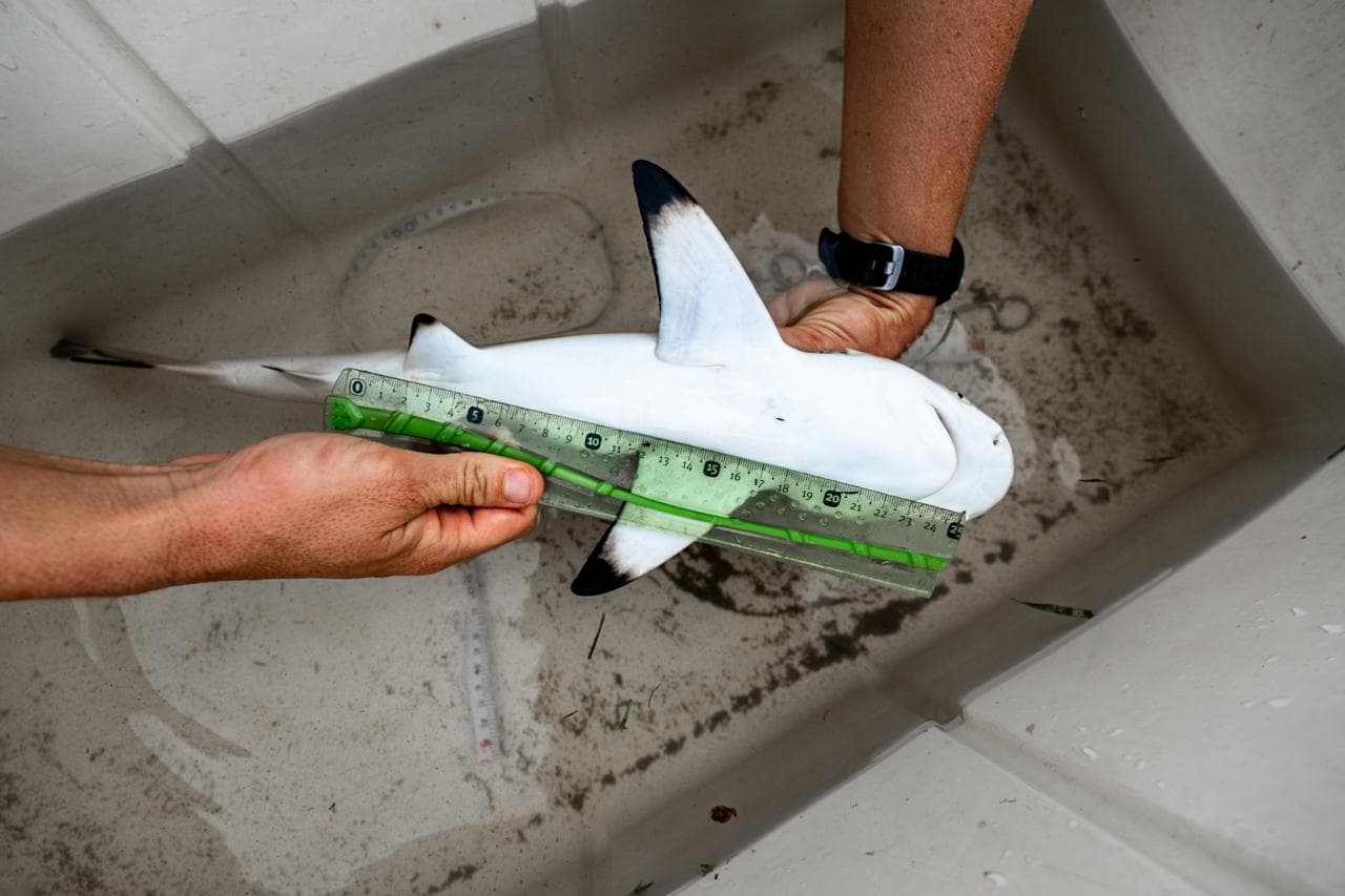 Researcher measuring the umbilical scar on a neonatal blacktip reef shark, studying healing rates and resilience in baby reef sharks