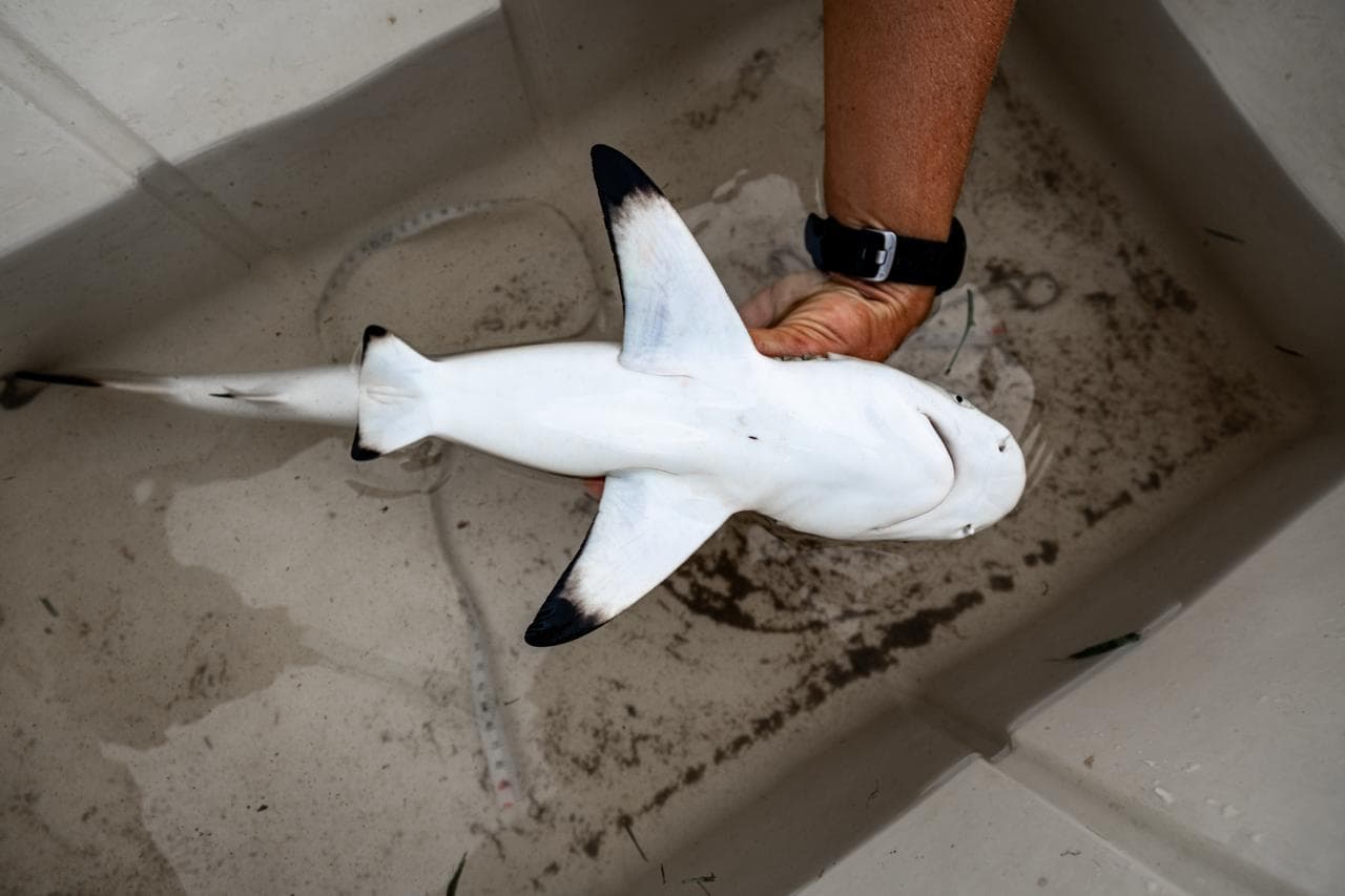 Blacktip reef shark belly with healed umbilical scar