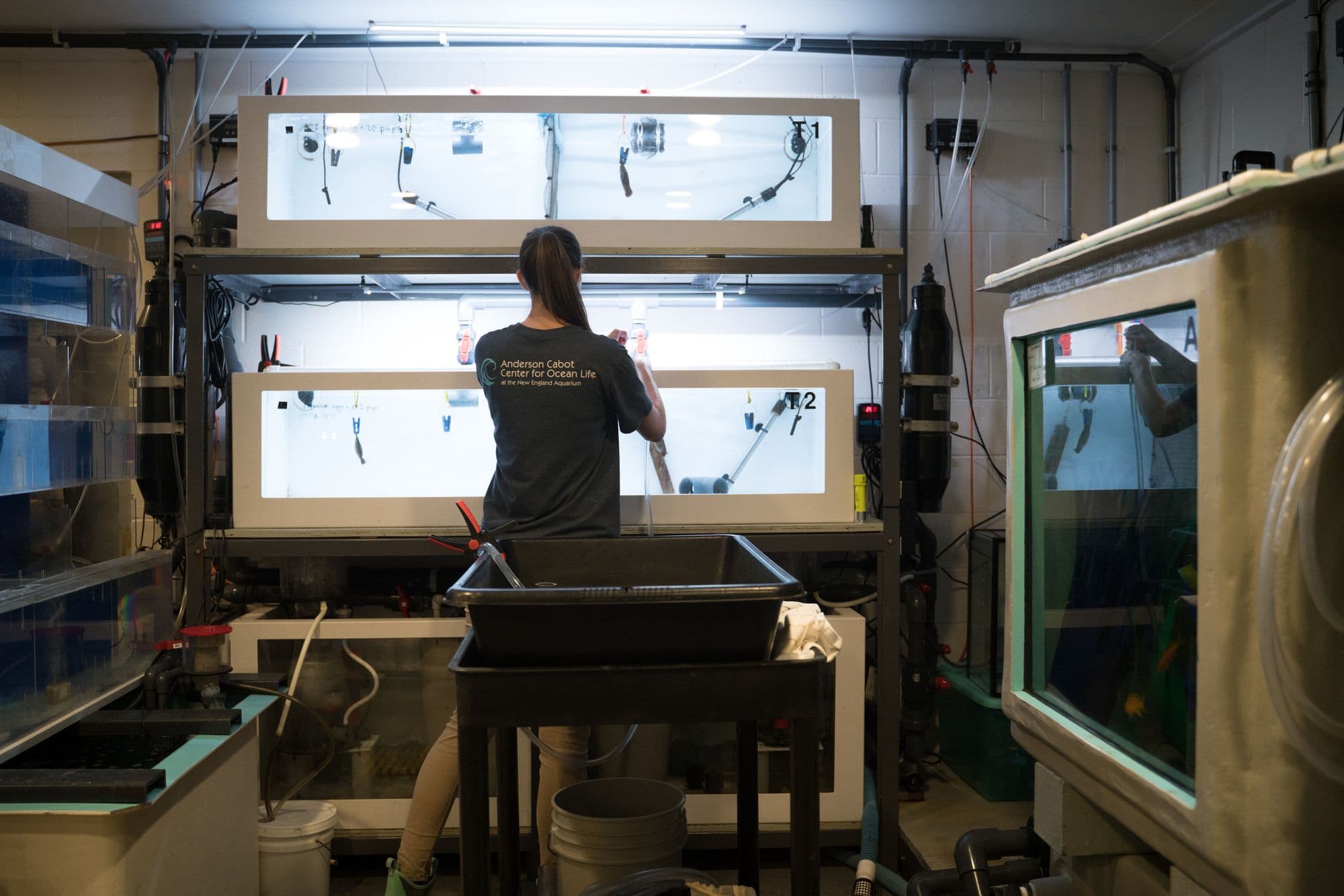 Carolyn Wheeler at NEAq