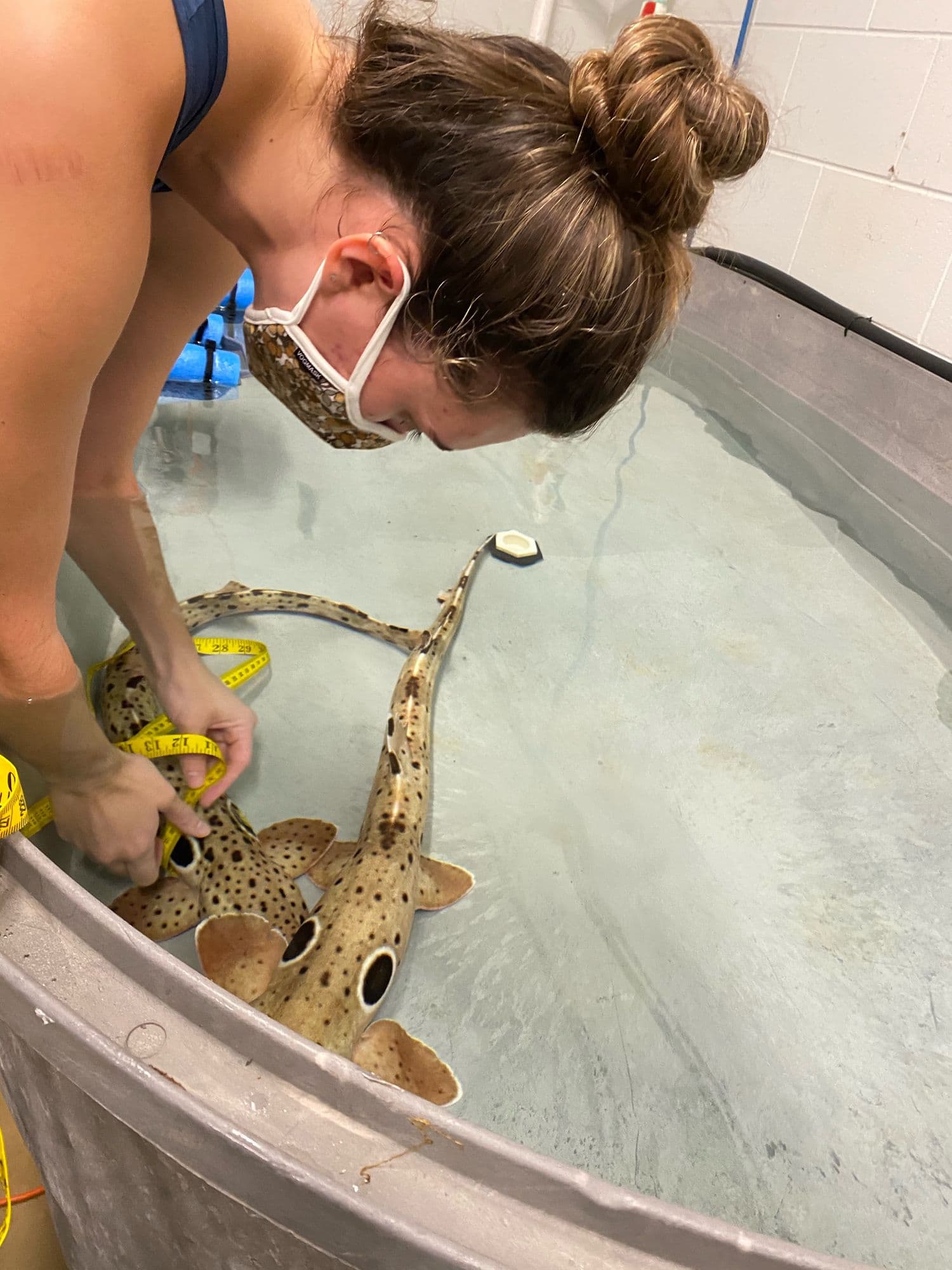 Carolyn Wheeler measuring adult epaulette sharks