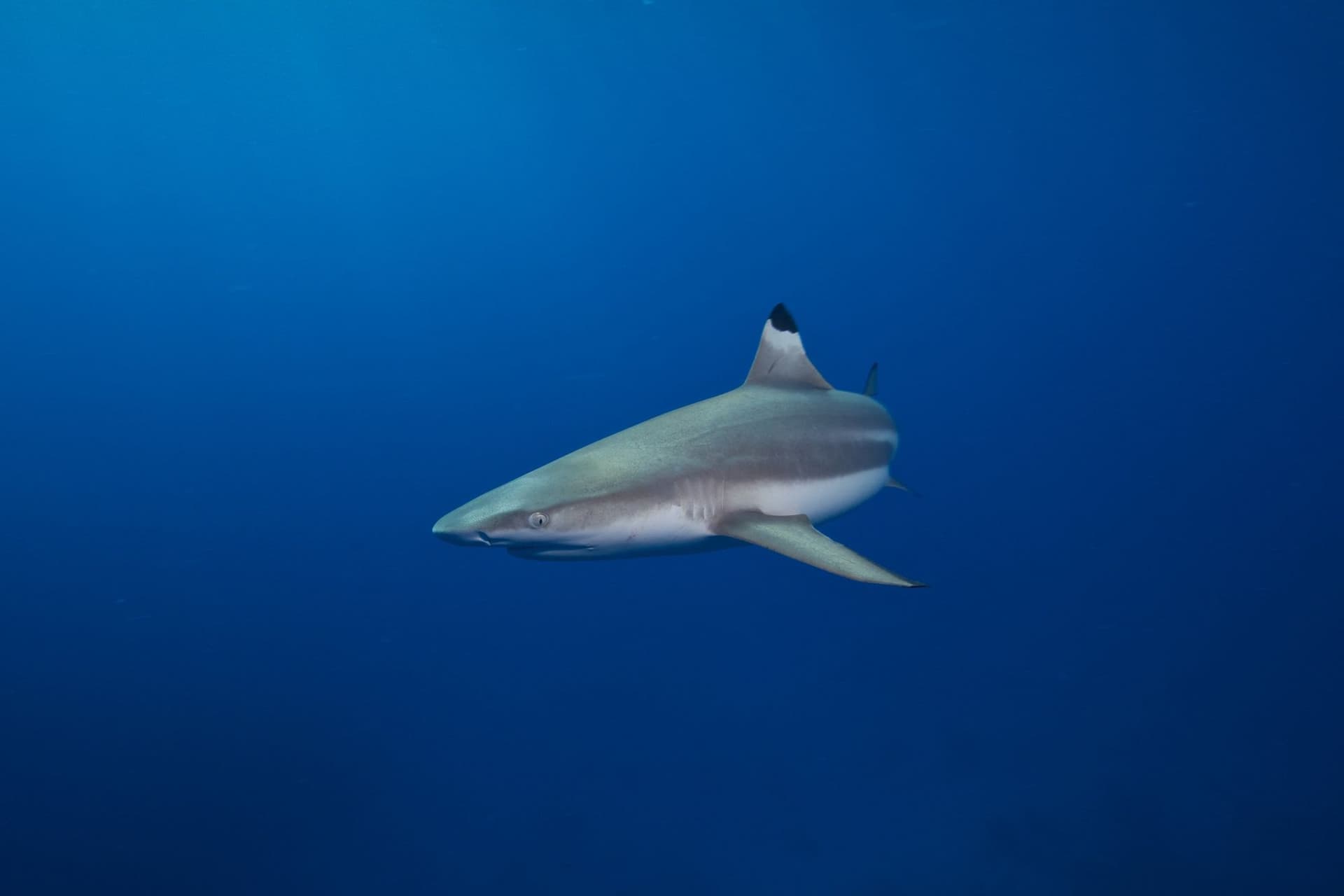 Adult blacktip reef shark in blue water