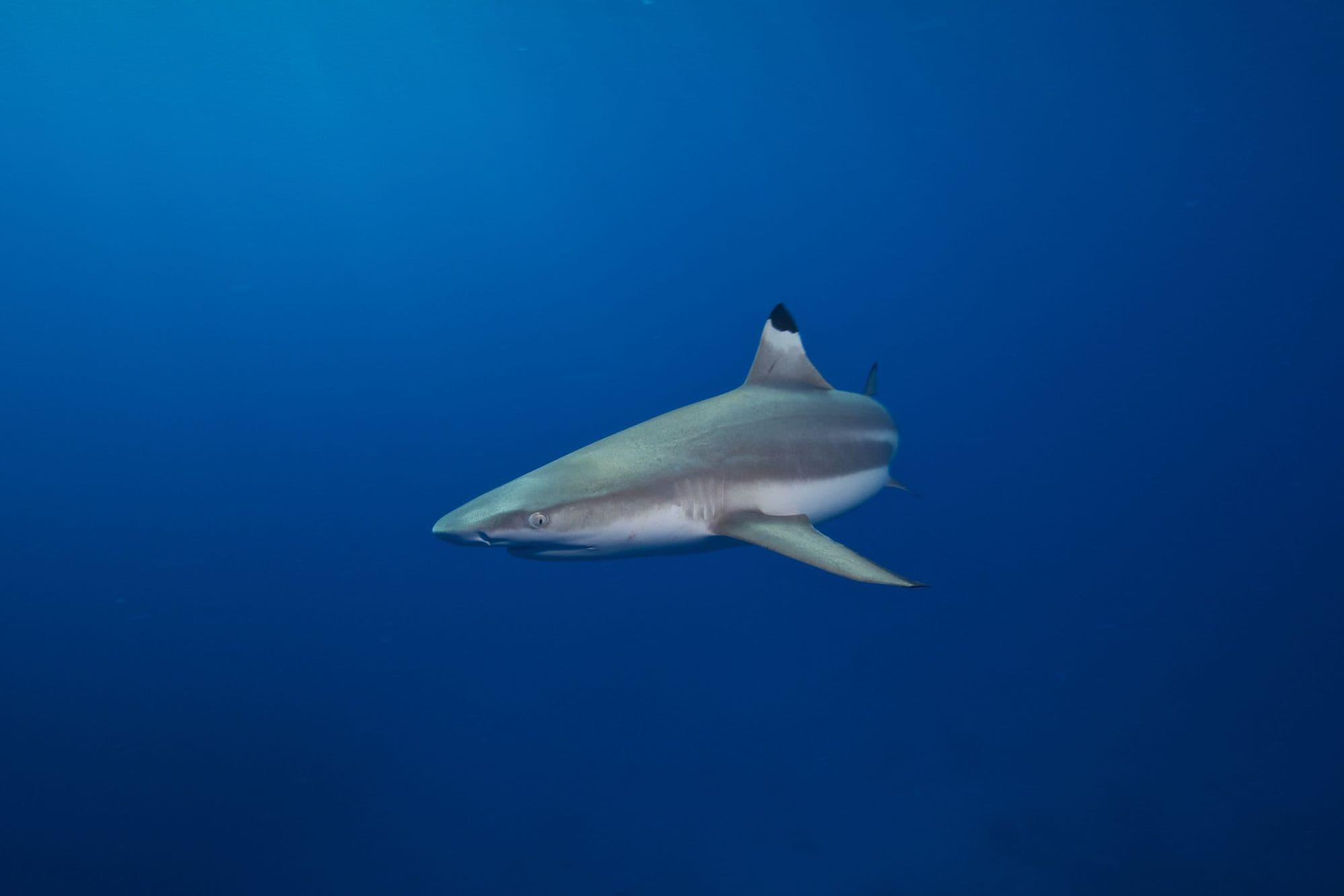 Adult blacktip reef shark in blue water