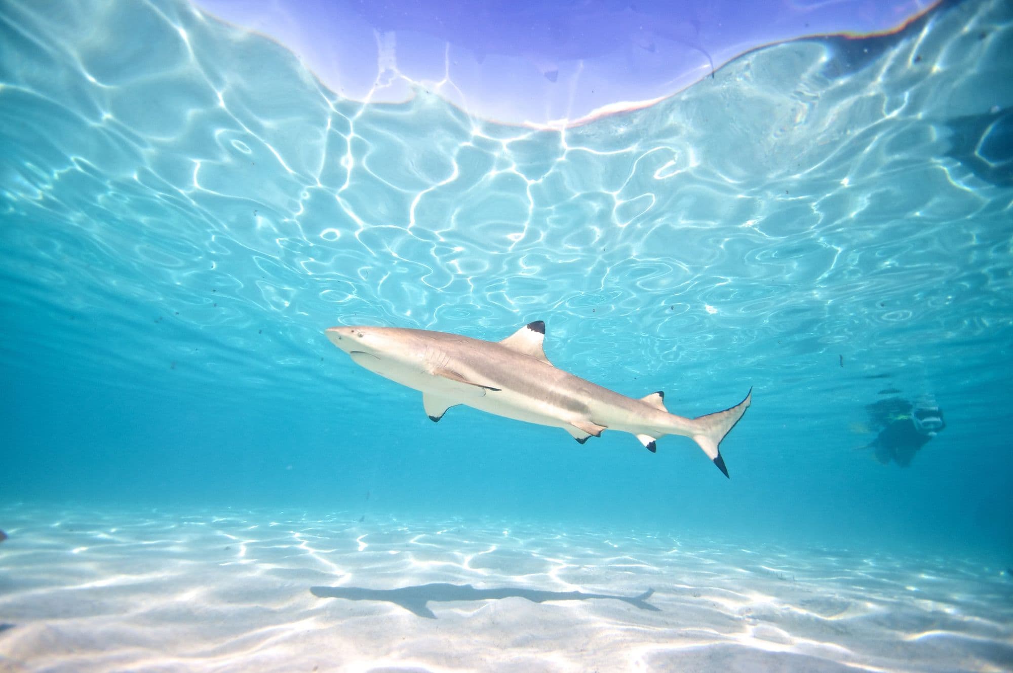 Adult blacktip shark
