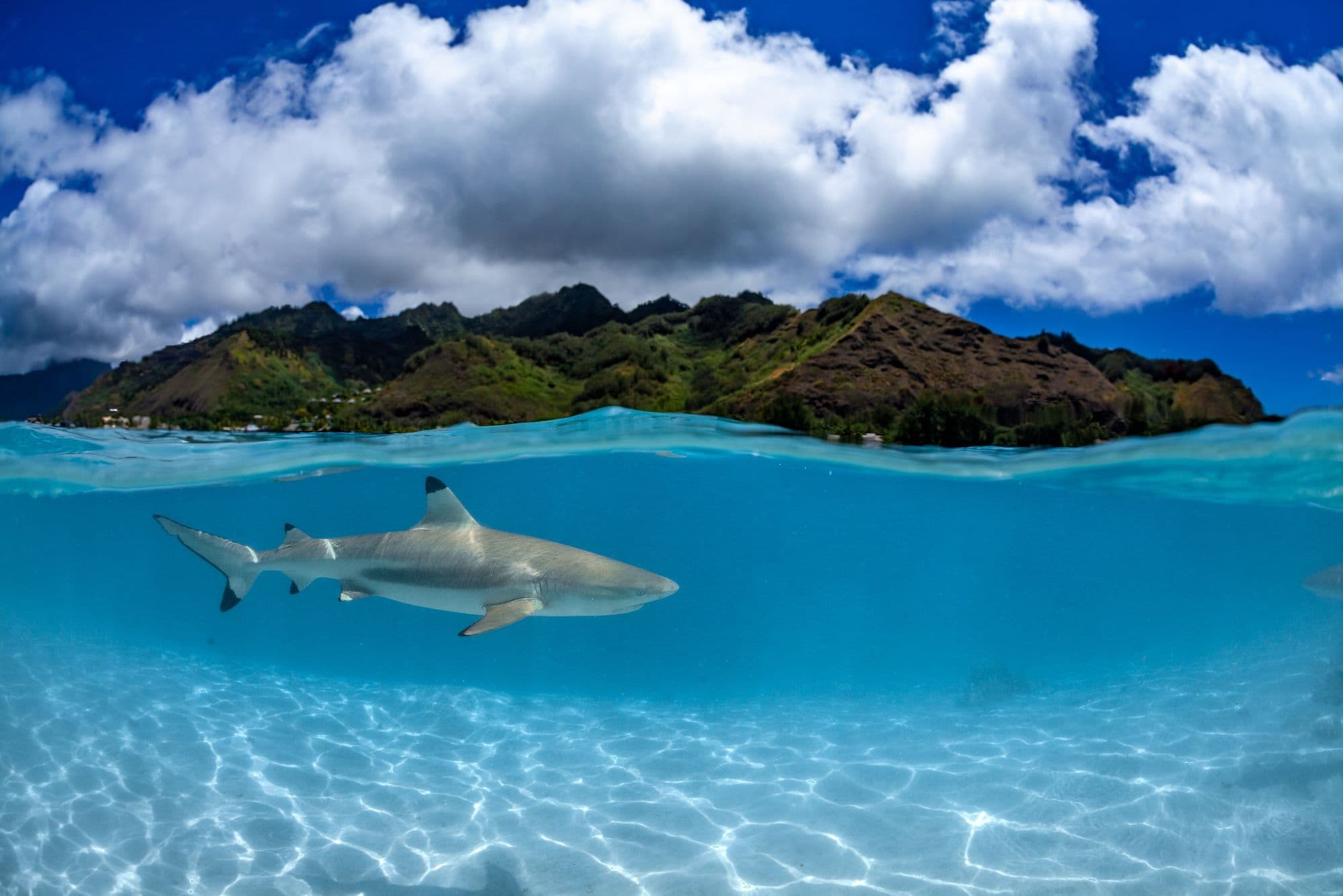 Adult blacktip shark in lagoon