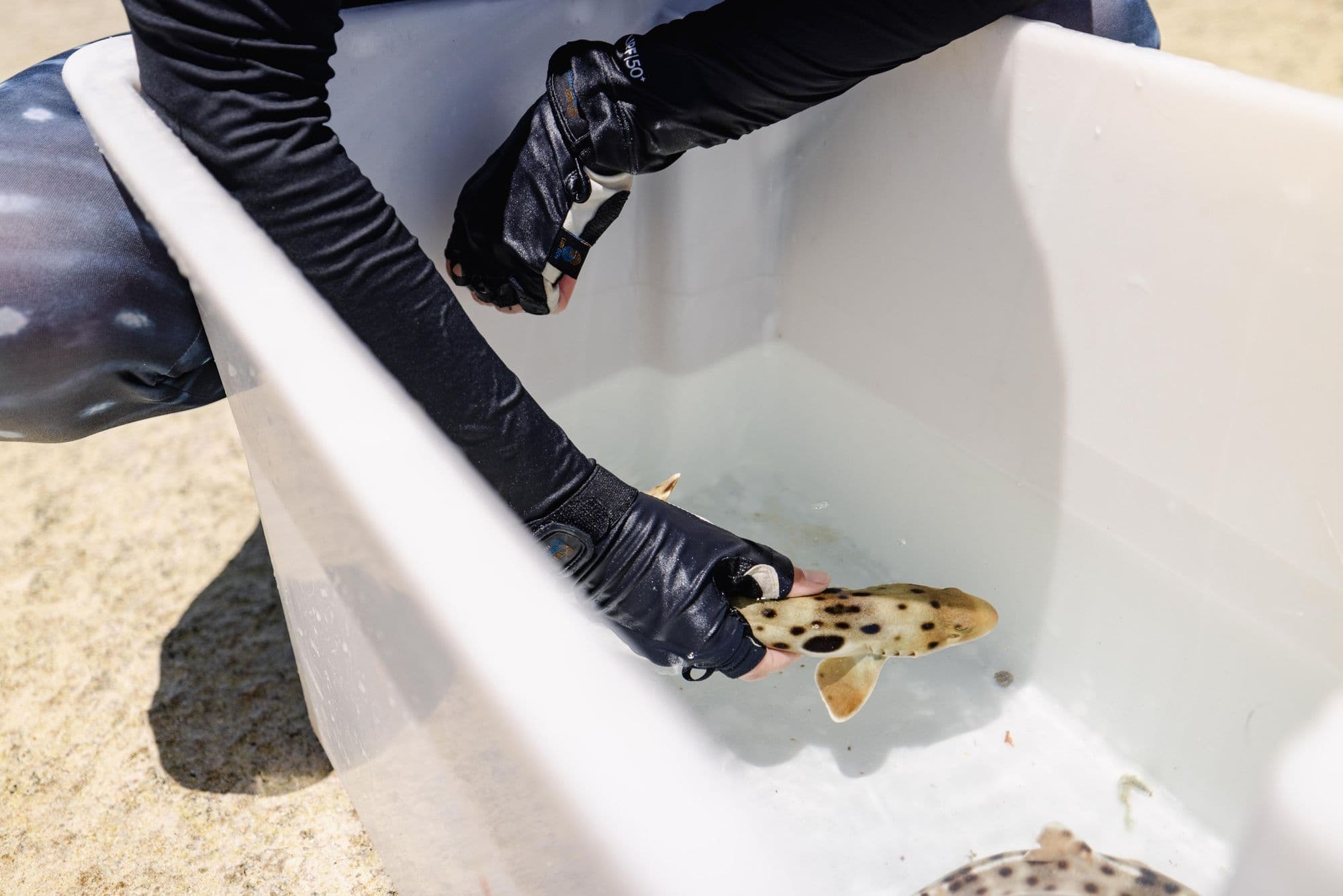Adult epaulette sharks capture