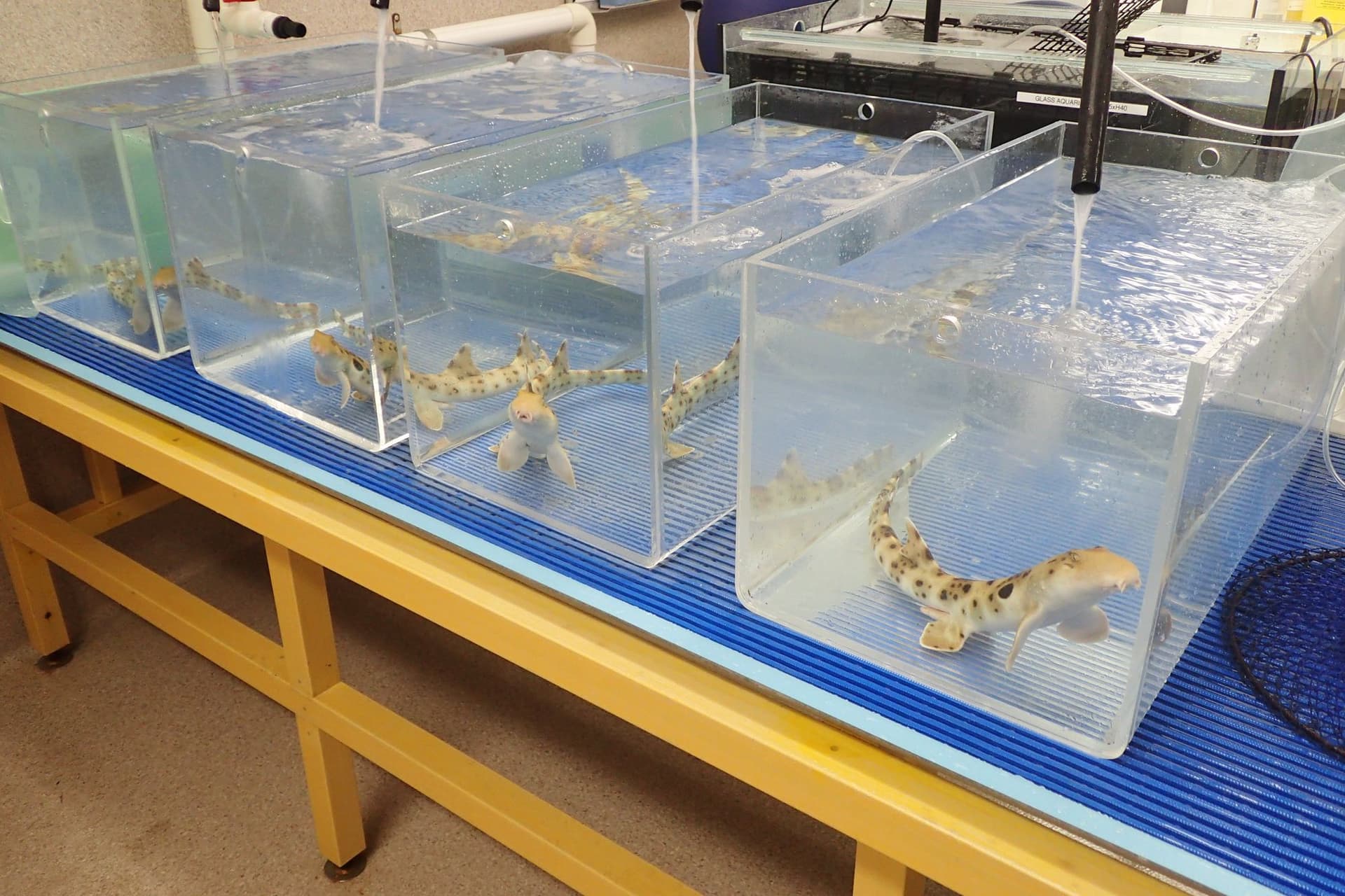 Adult epaulette sharks research