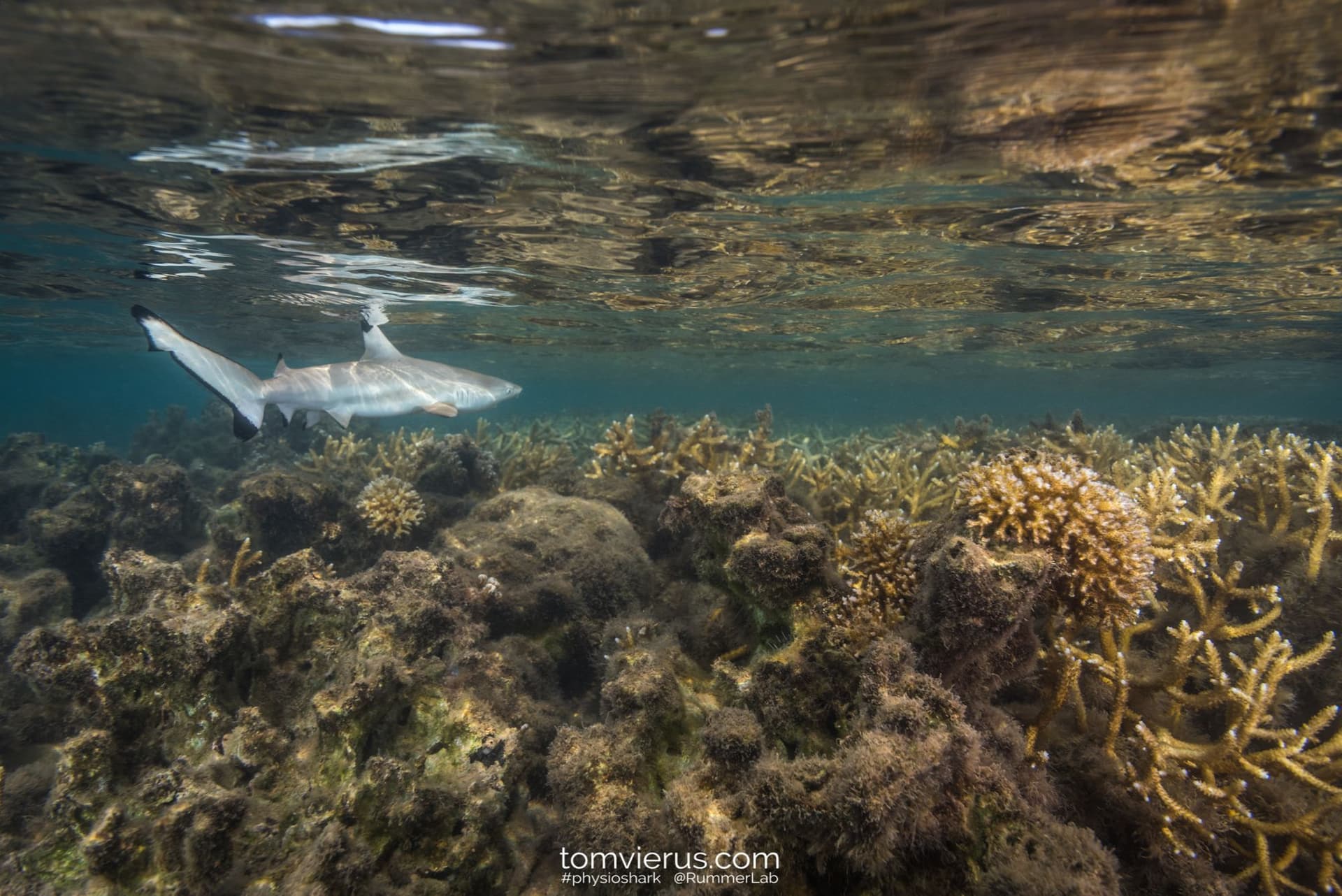 Baby blacktip shark in degraded coral