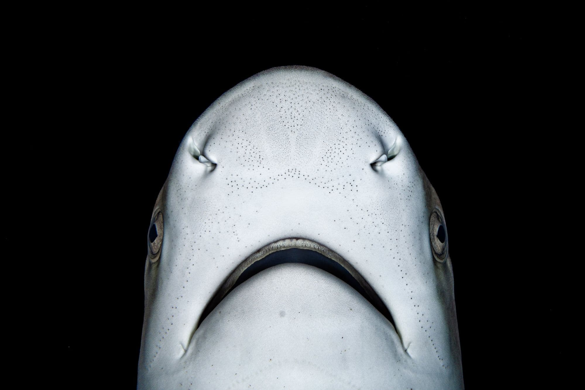 Ampullae of Lorenzini on blacktip reef shark
