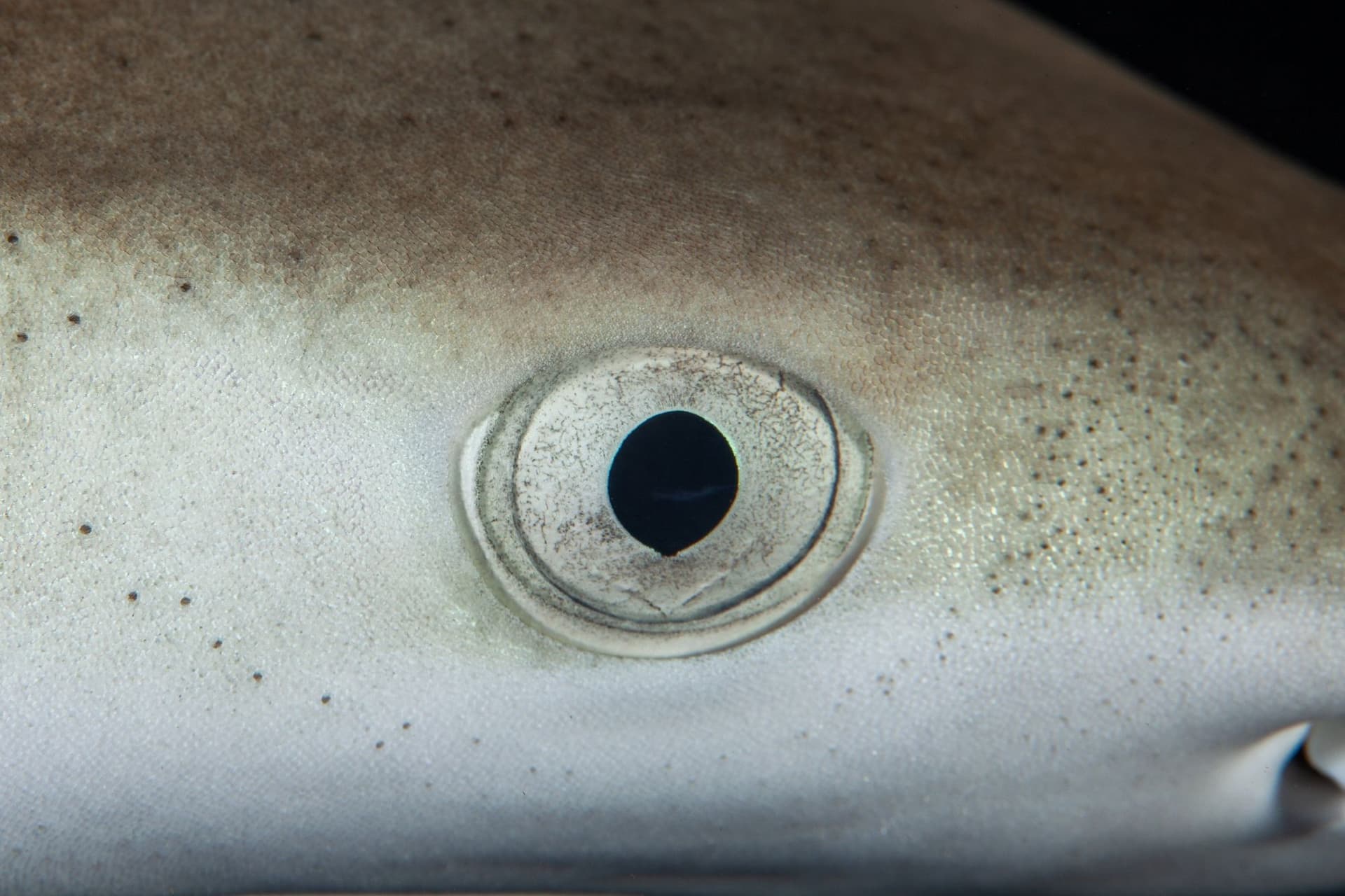 Close-up of blacktip reef shark eye