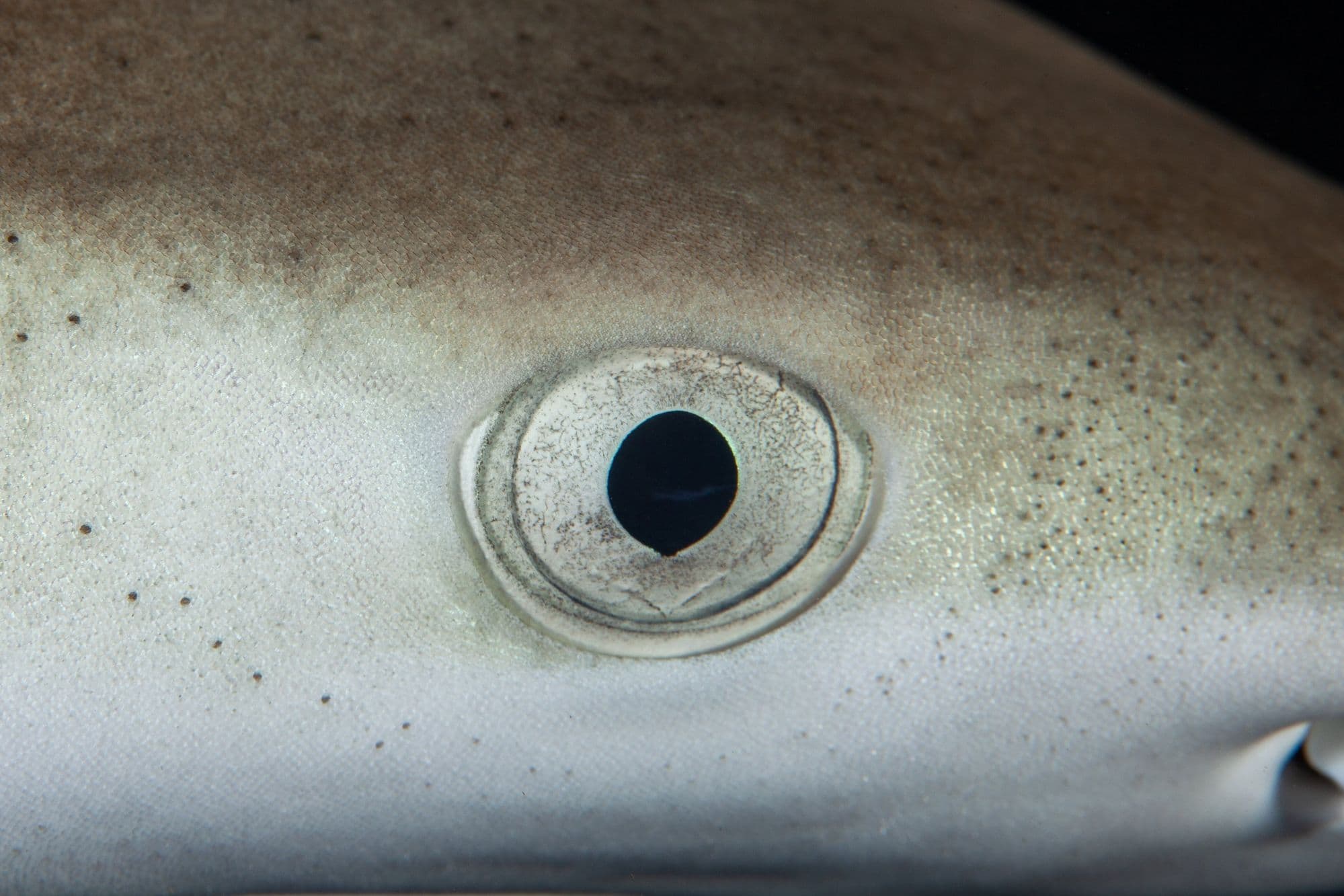 Close-up of blacktip reef shark eye