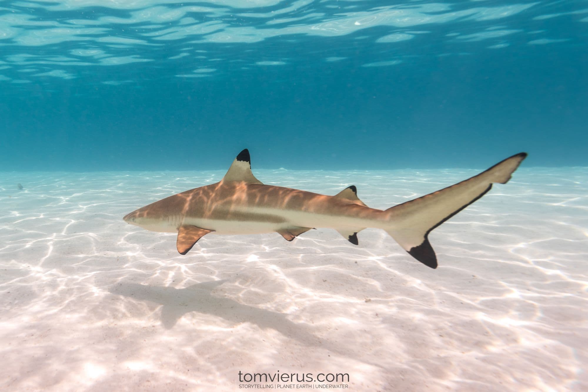 Blacktip reef shark in French Polynesia