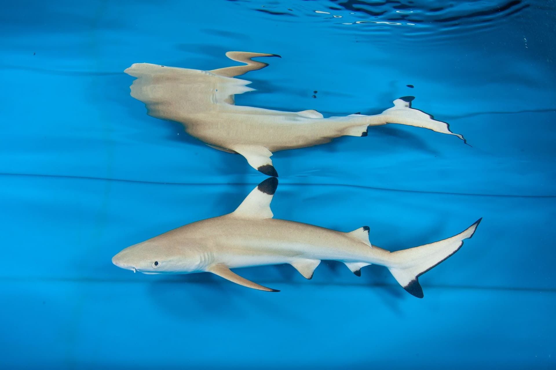 Blacktip shark in aquaria