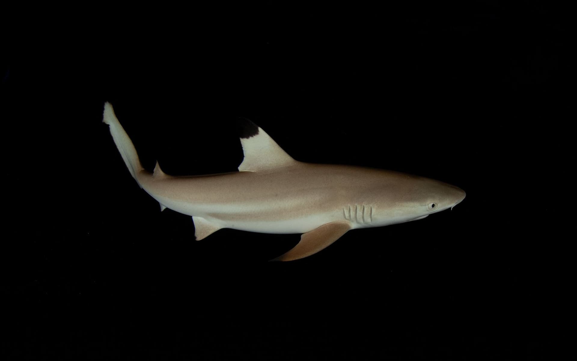 Blacktip shark against black background