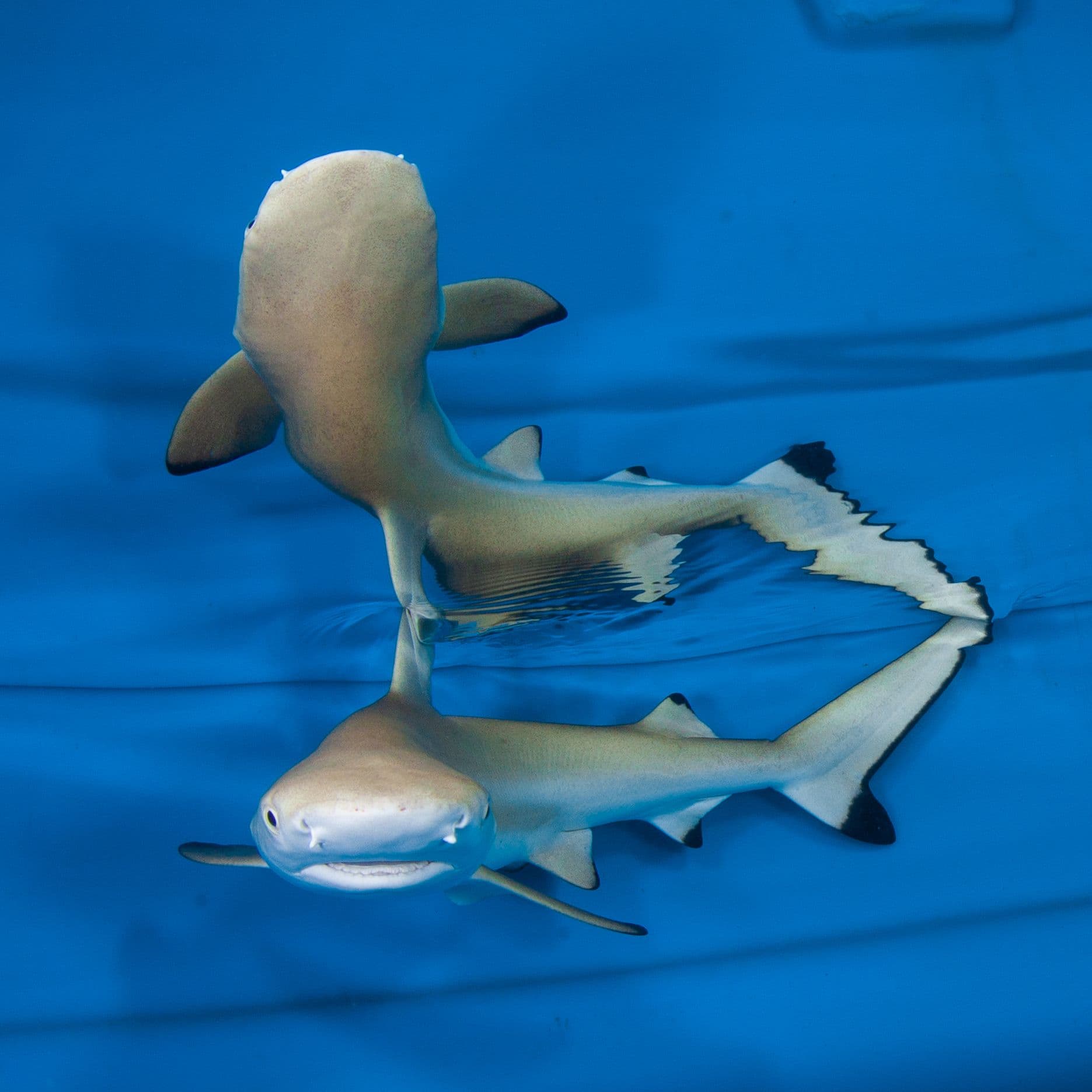 Blacktip shark in laboratory aquaria