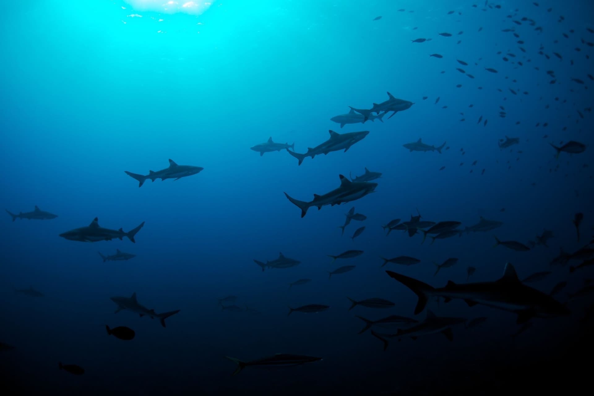 School of blacktip sharks in blue water