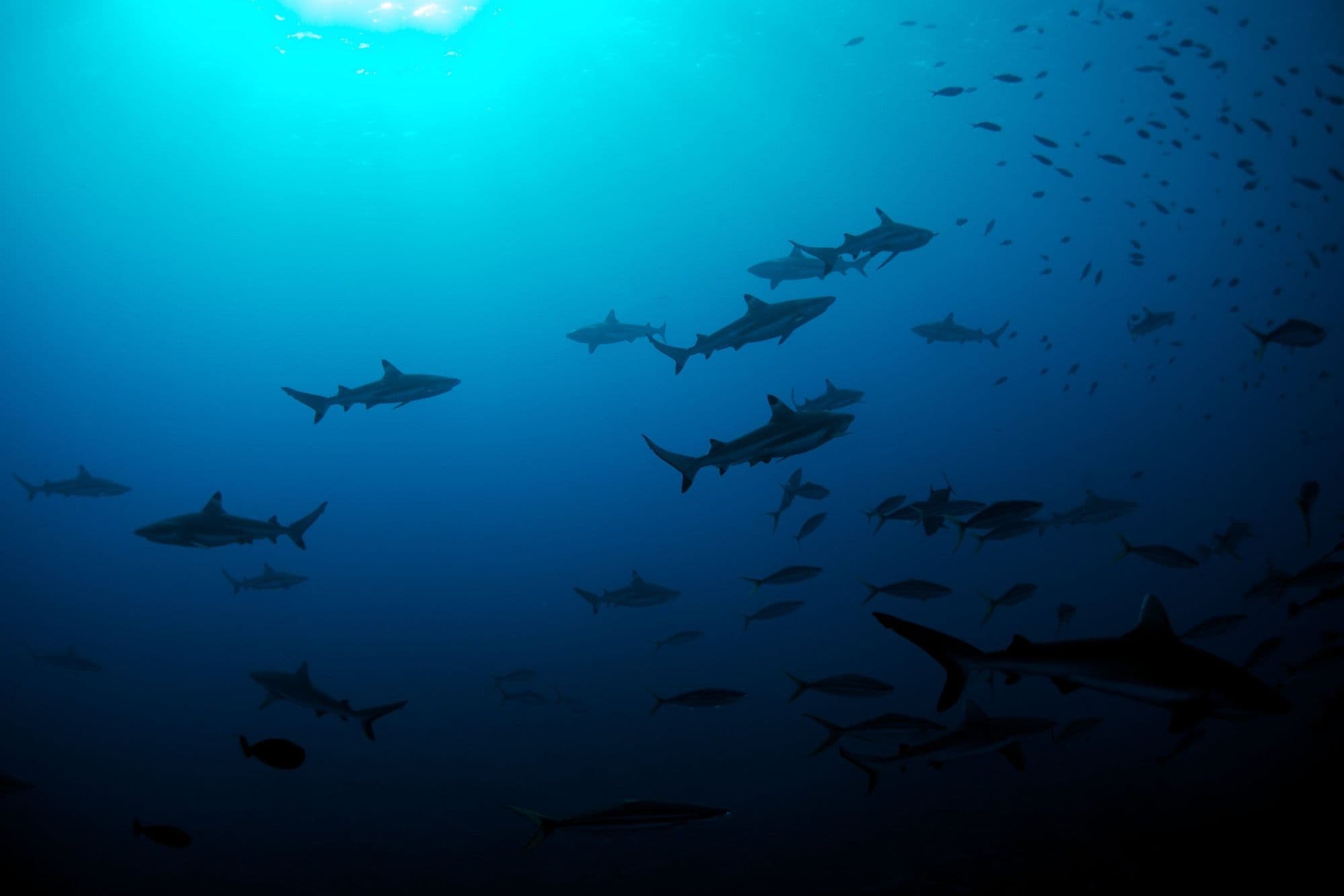 Marine life in future oceans