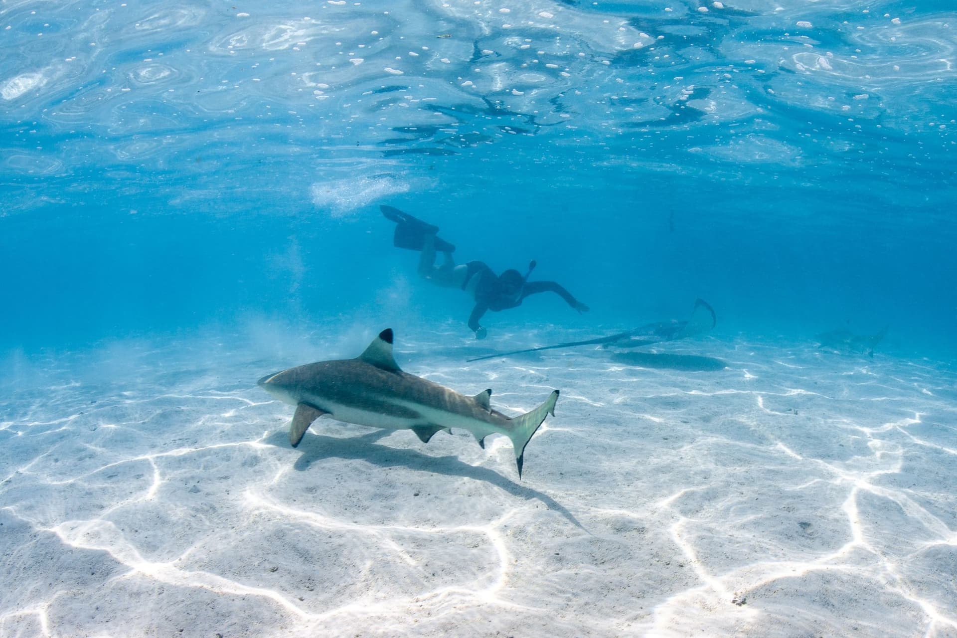 Blacktip shark with stingray