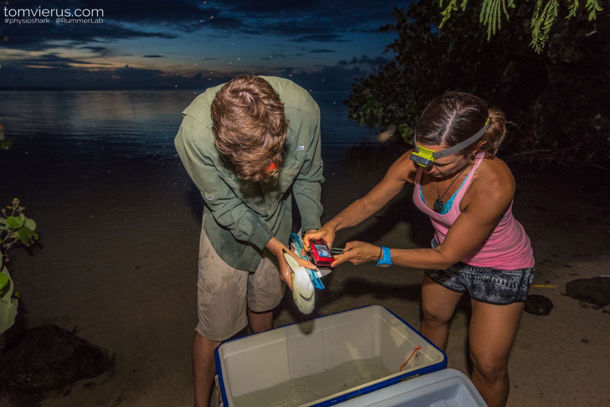 Research photography of blacktip shark