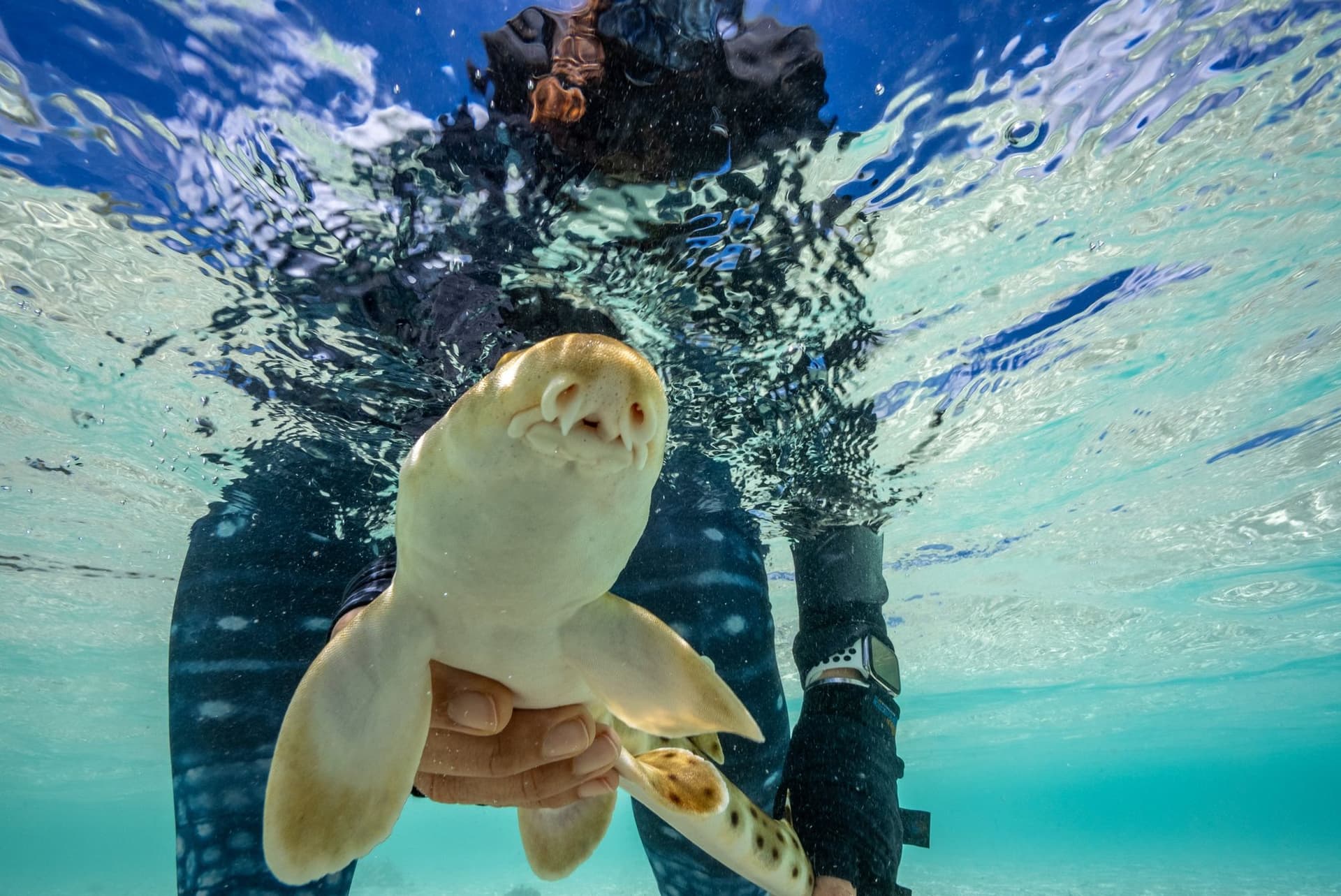 Releasing epaulette shark