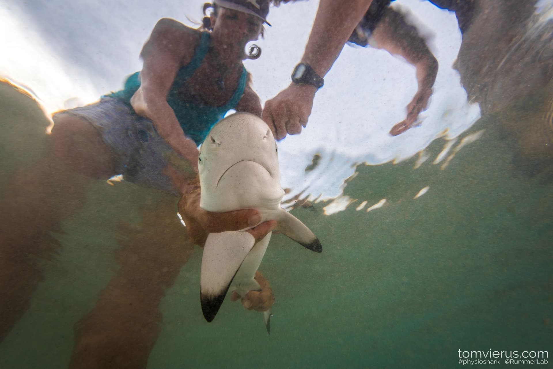 Field research with blacktip sharks
