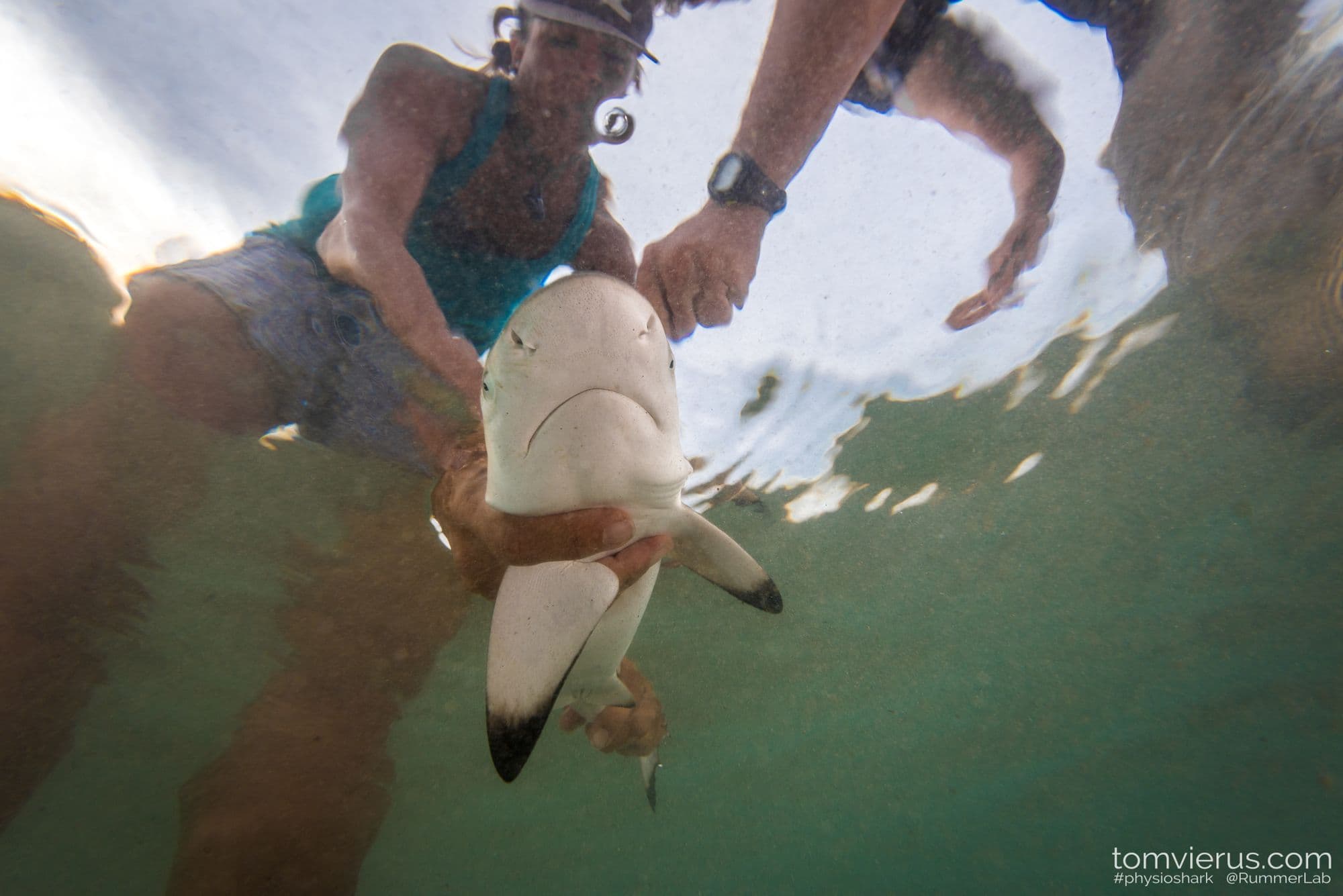 Field research with blacktip sharks