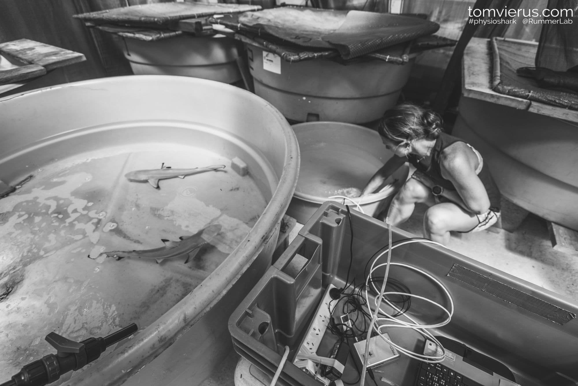 Laboratory research with blacktip sharks