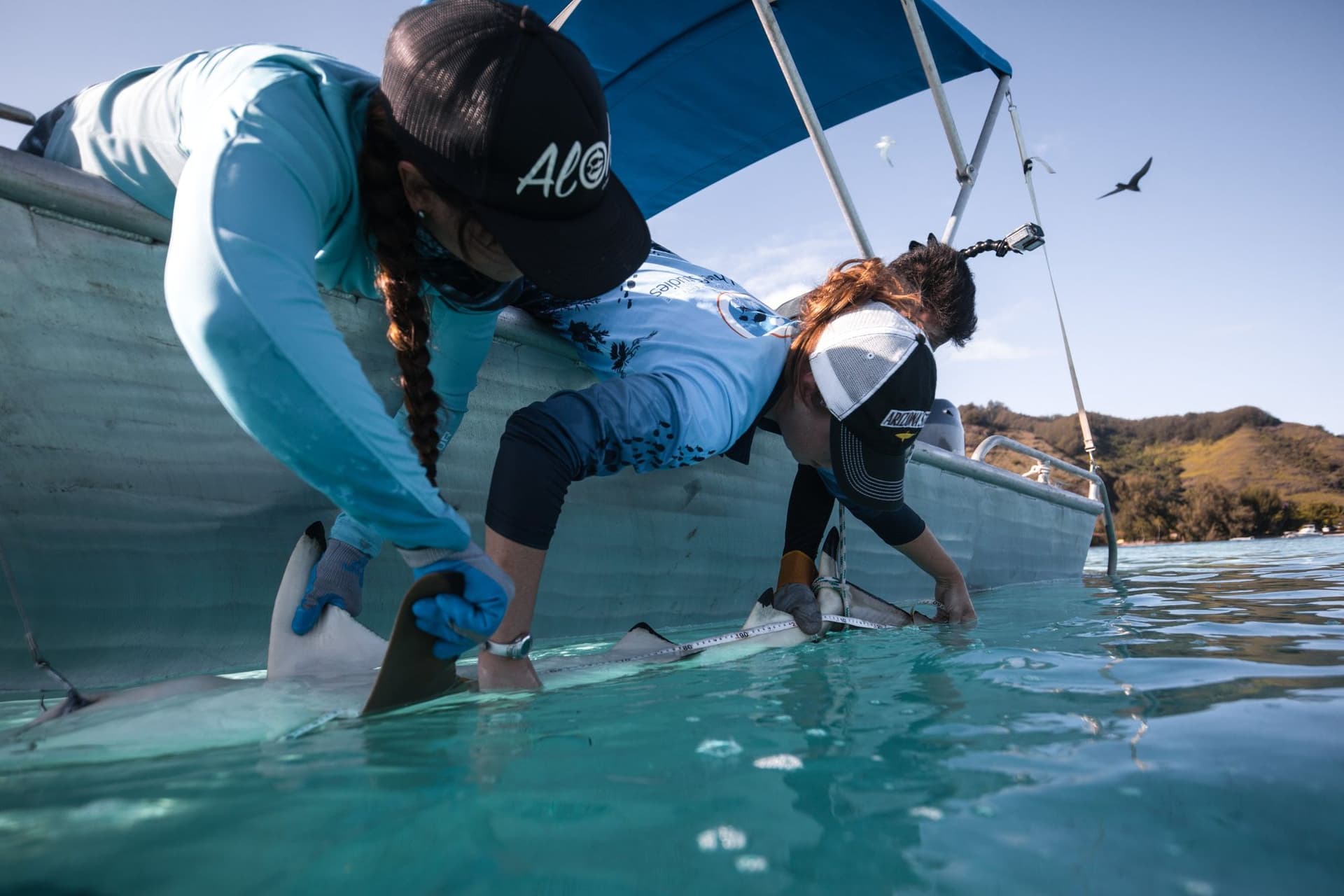 Measuring pregnant shark