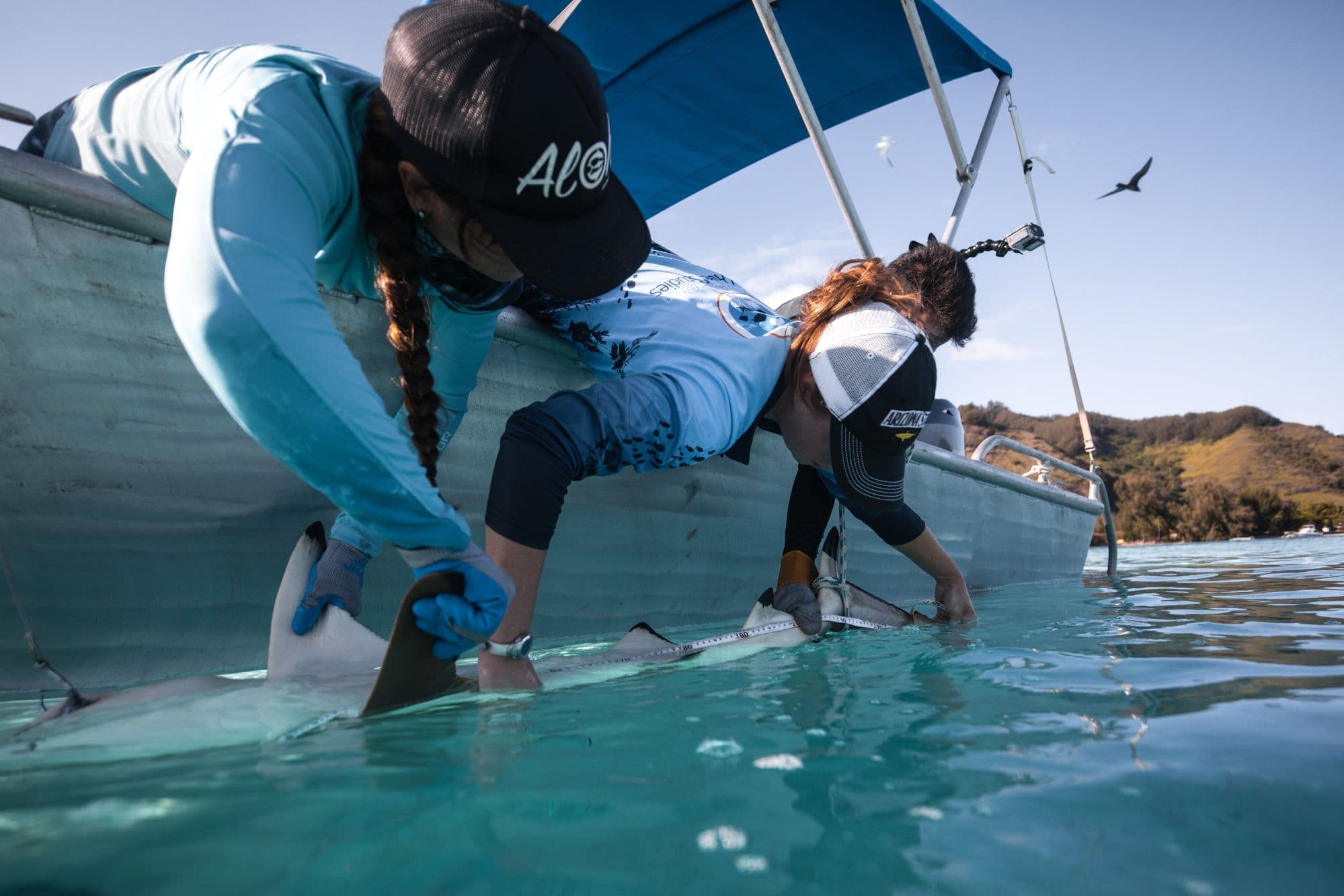 Measuring pregnant shark