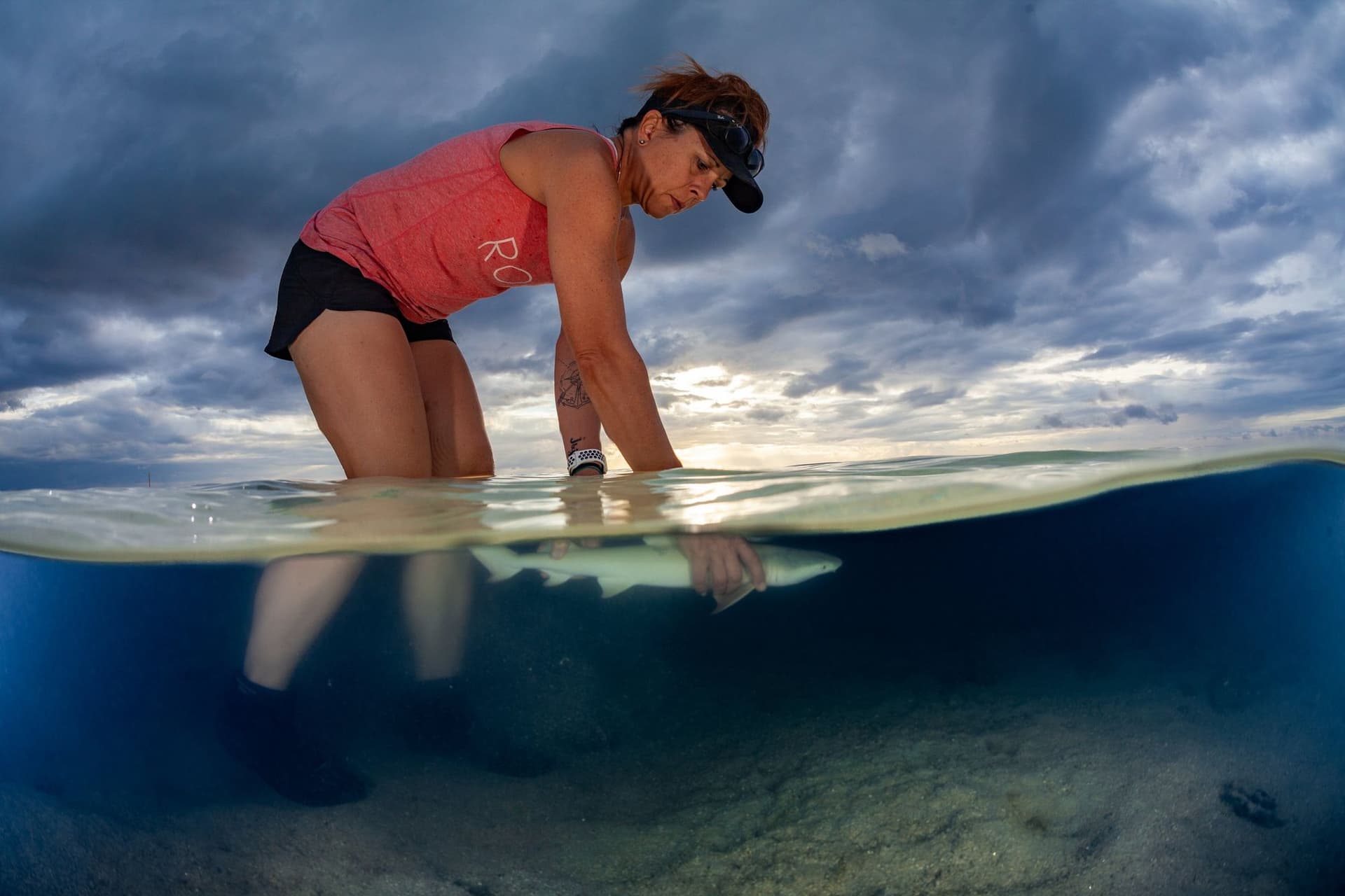 Dr. Rummer releasing blacktip shark