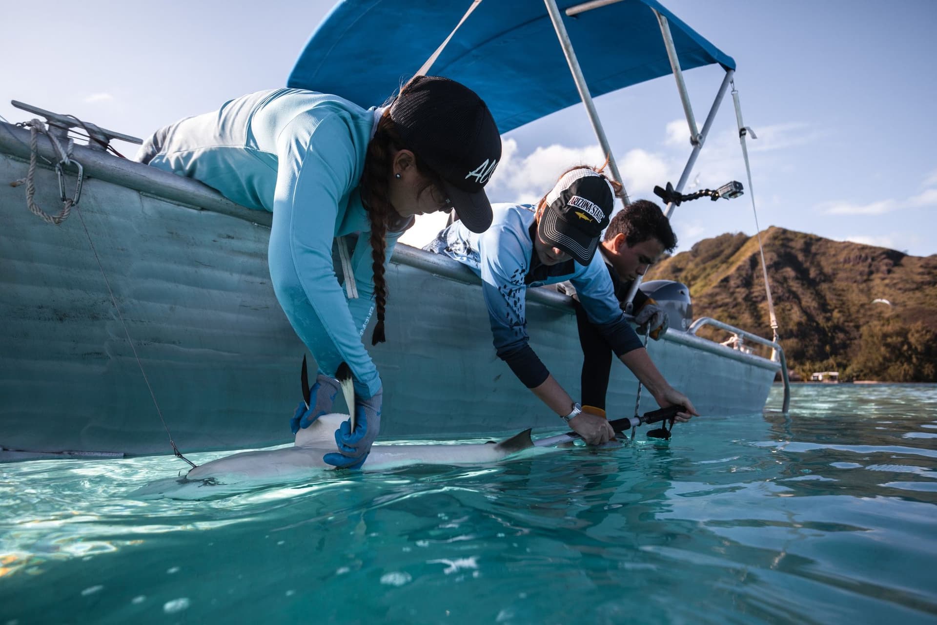 Dr. Rummer tagging pregnant shark