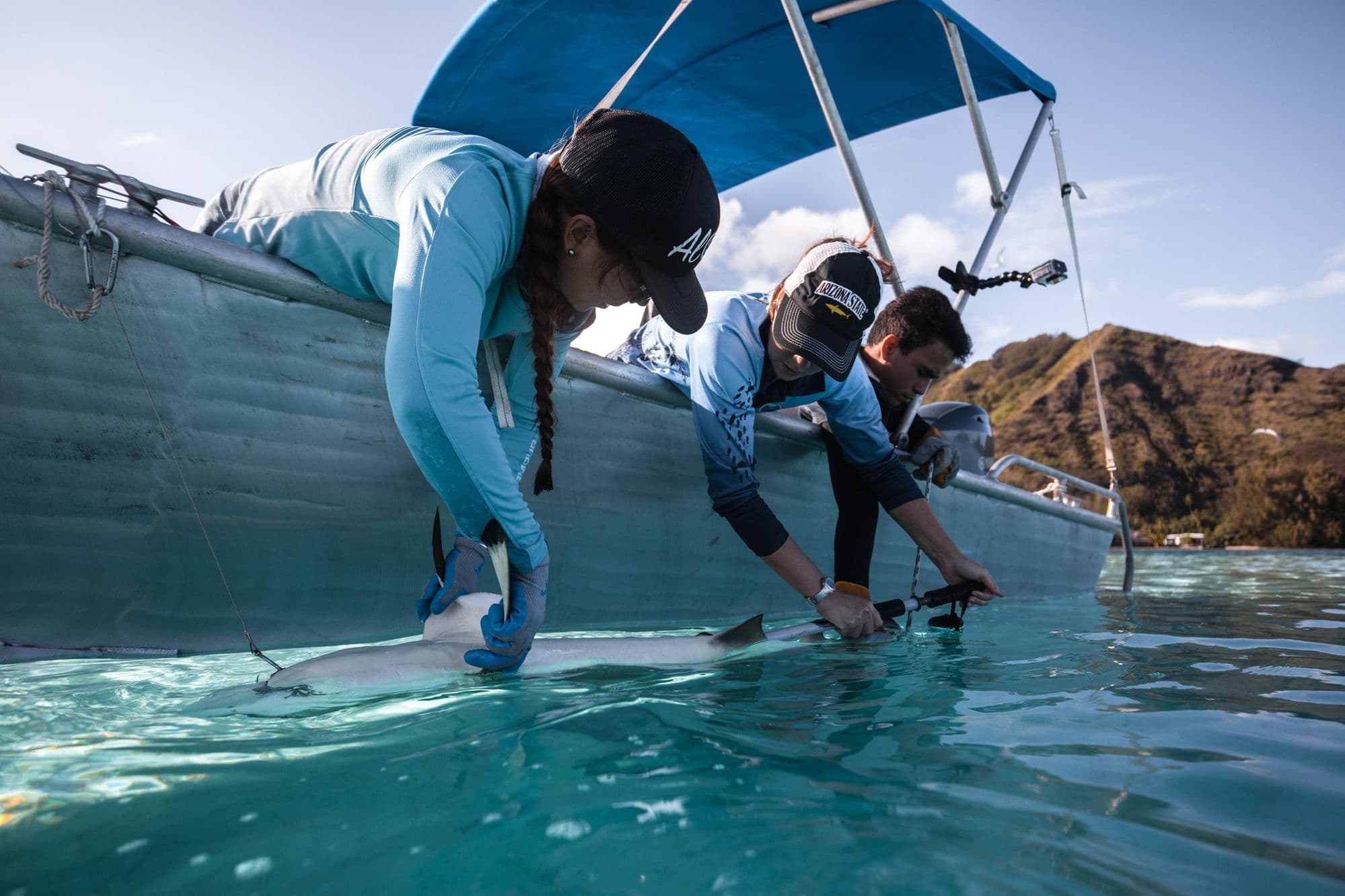 Shark tagging research