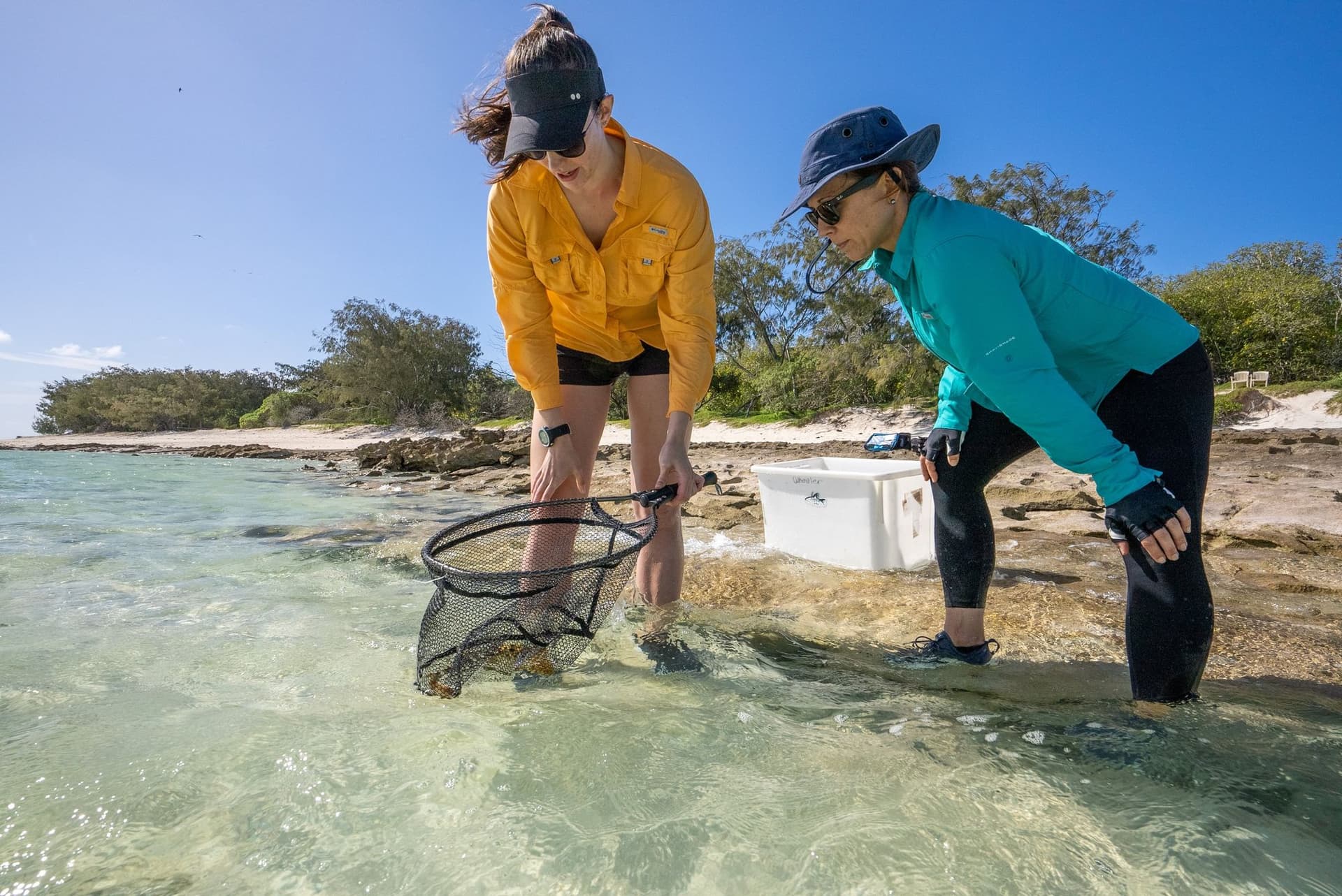 Releasing epaulette shark