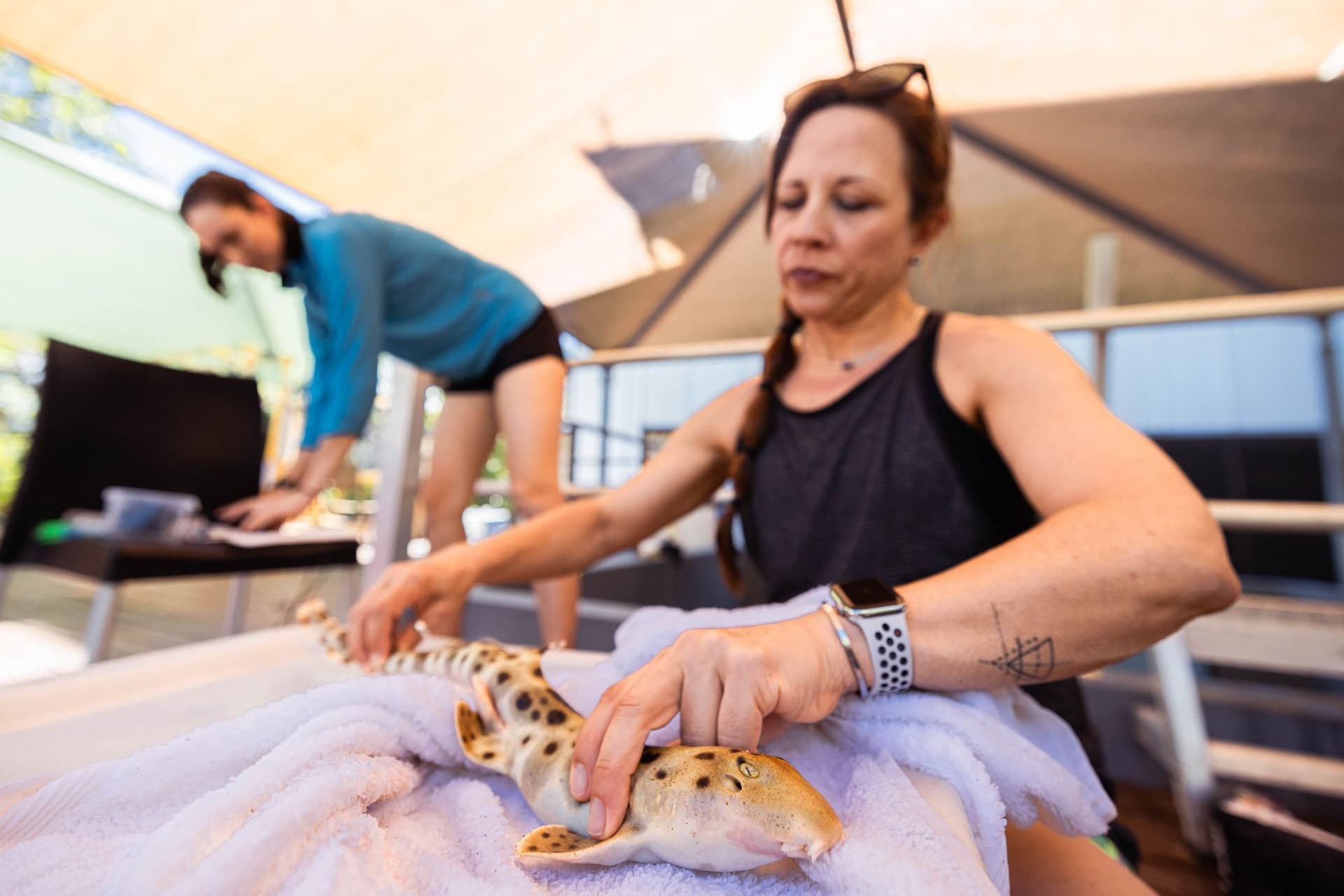Dr. Rummer and Dr. Wheeler measuring shark