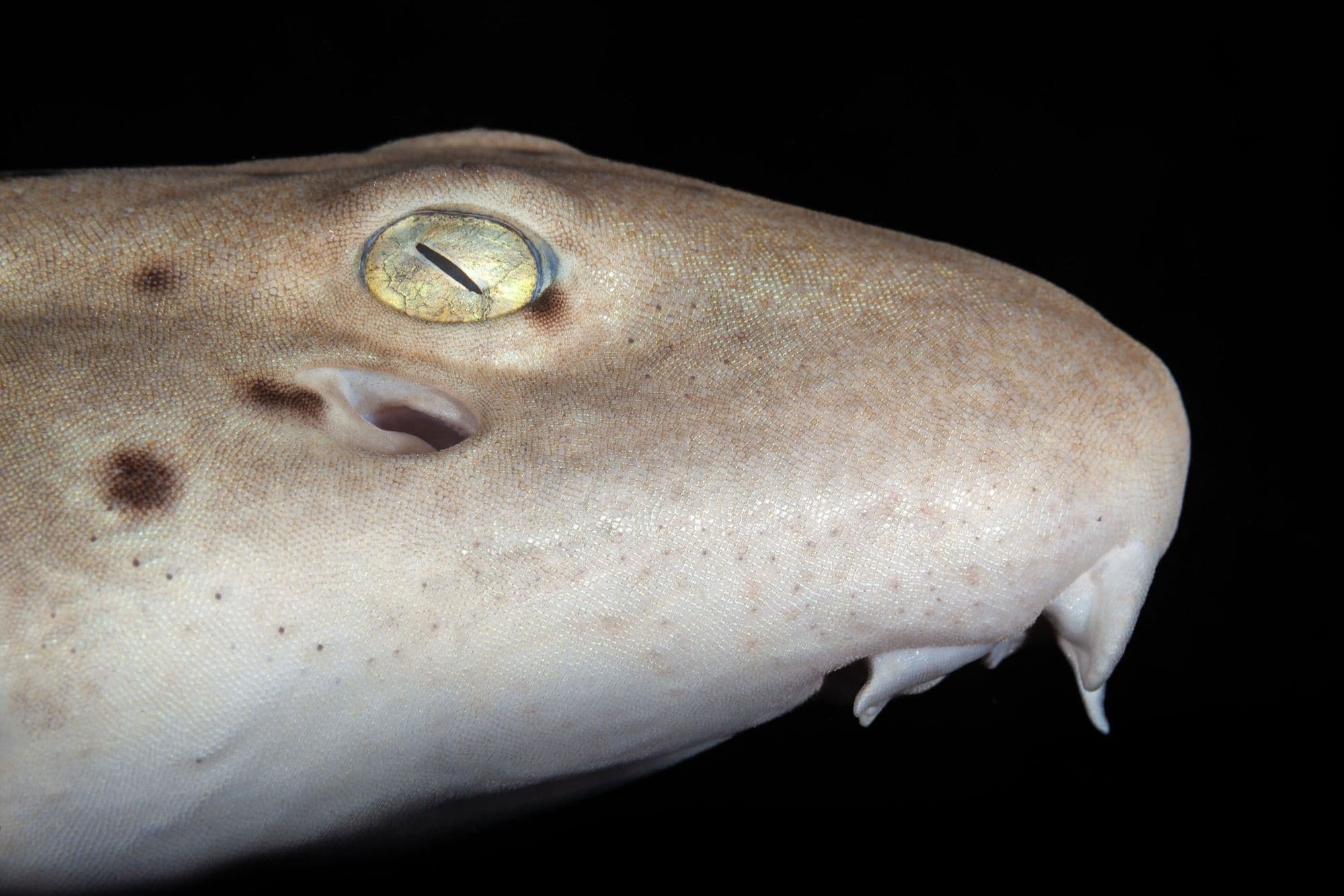 Epaulette shark portrait
