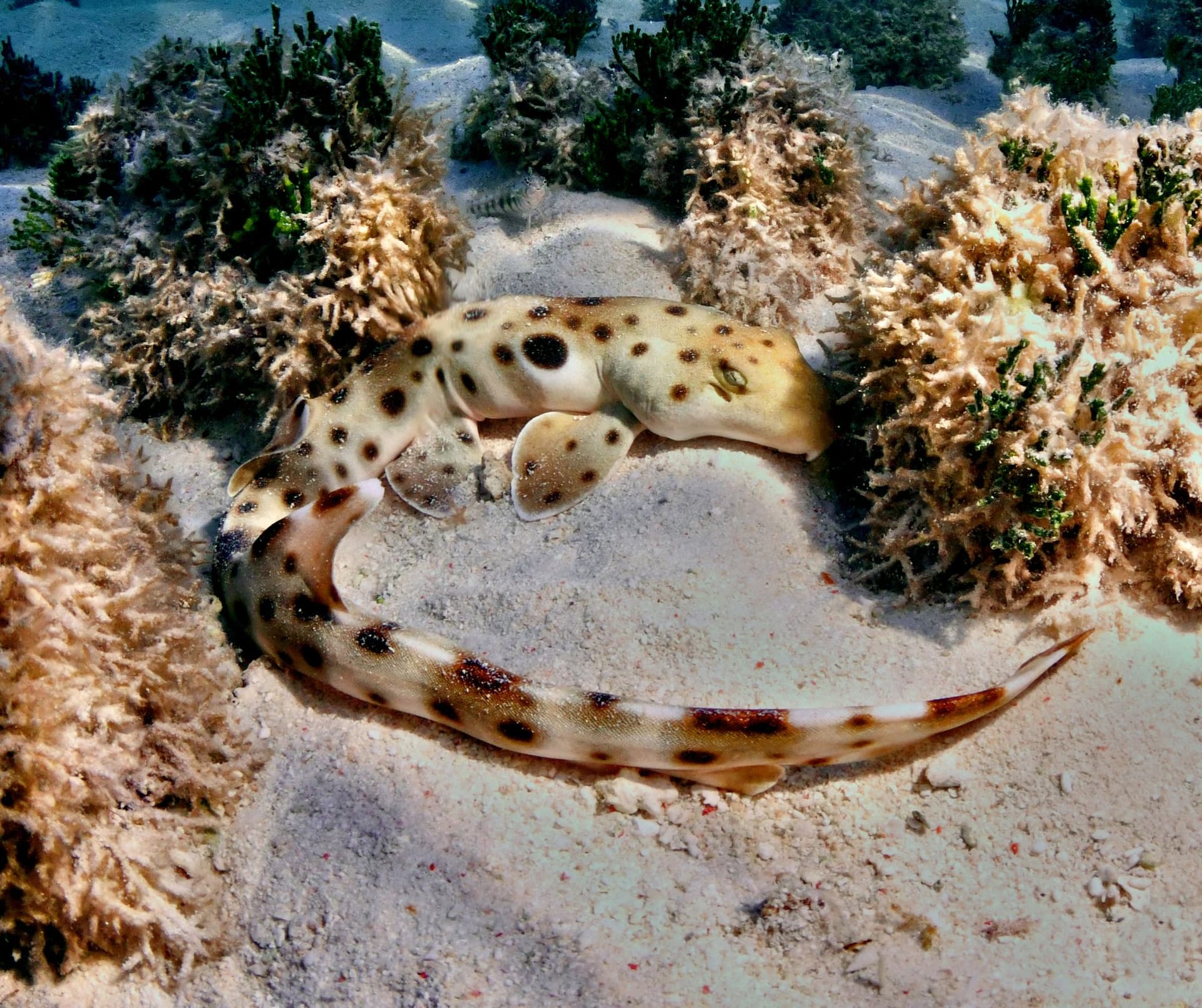 Epaulette shark in coral habitat