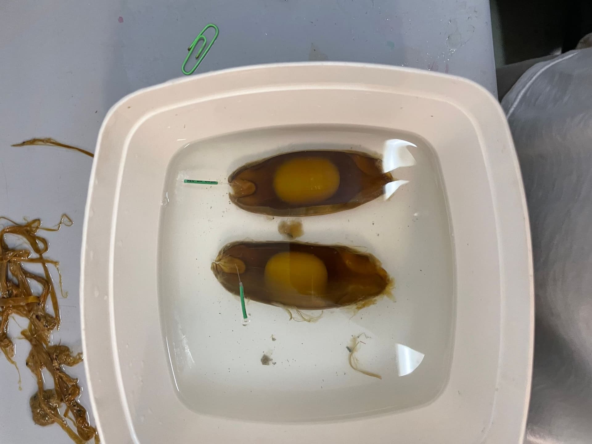 Epaulette shark eggs