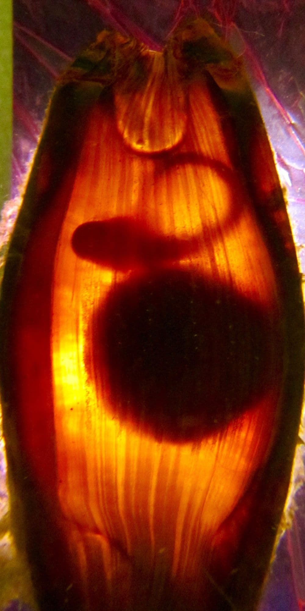 Epaulette shark embryo development