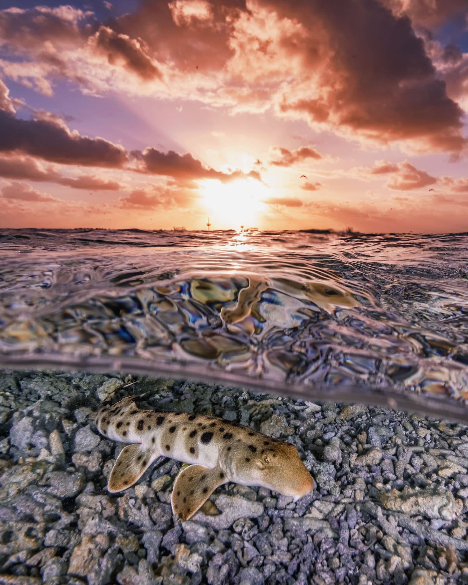 Epaulette shark hunting