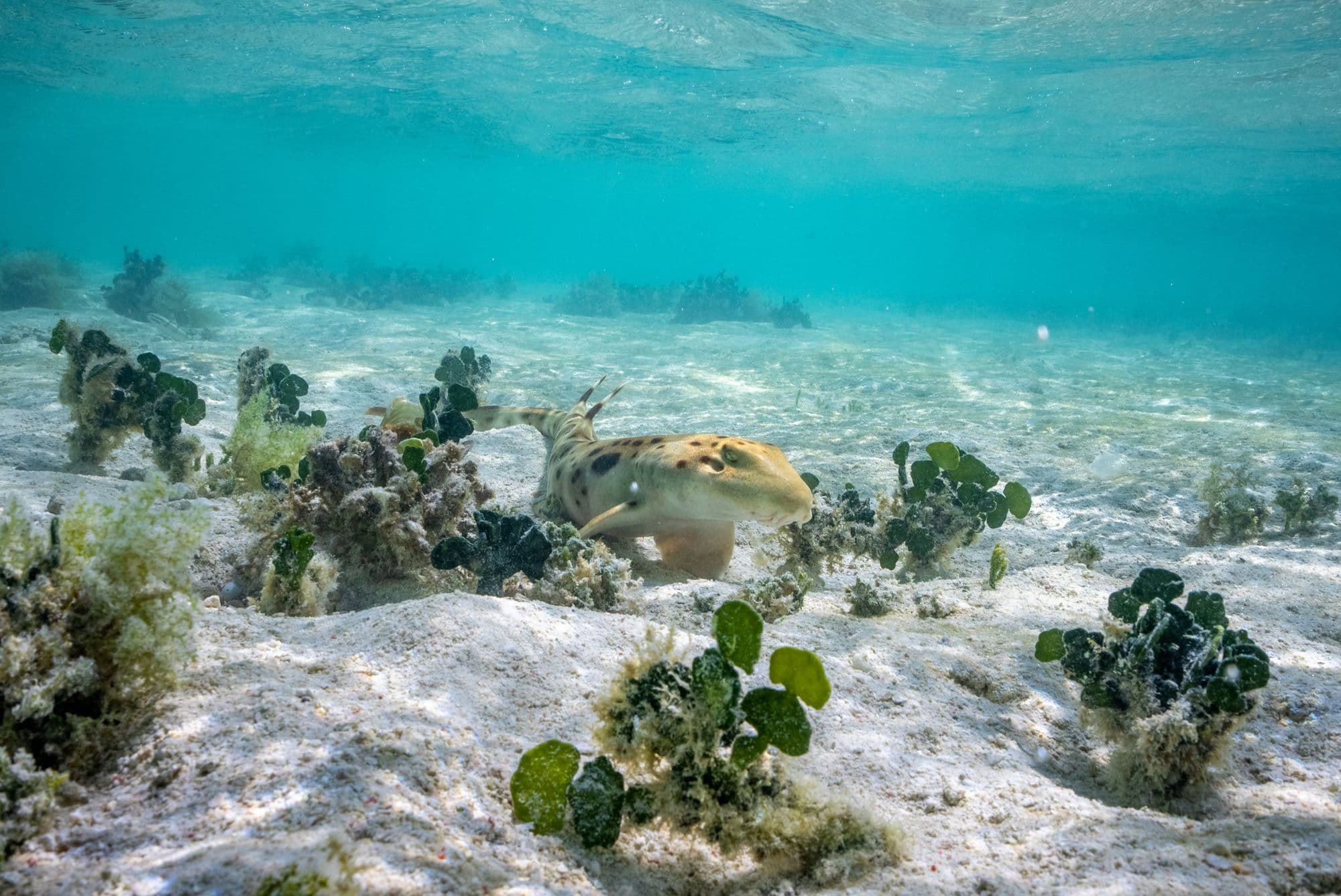 Epaulette shark on reef flats