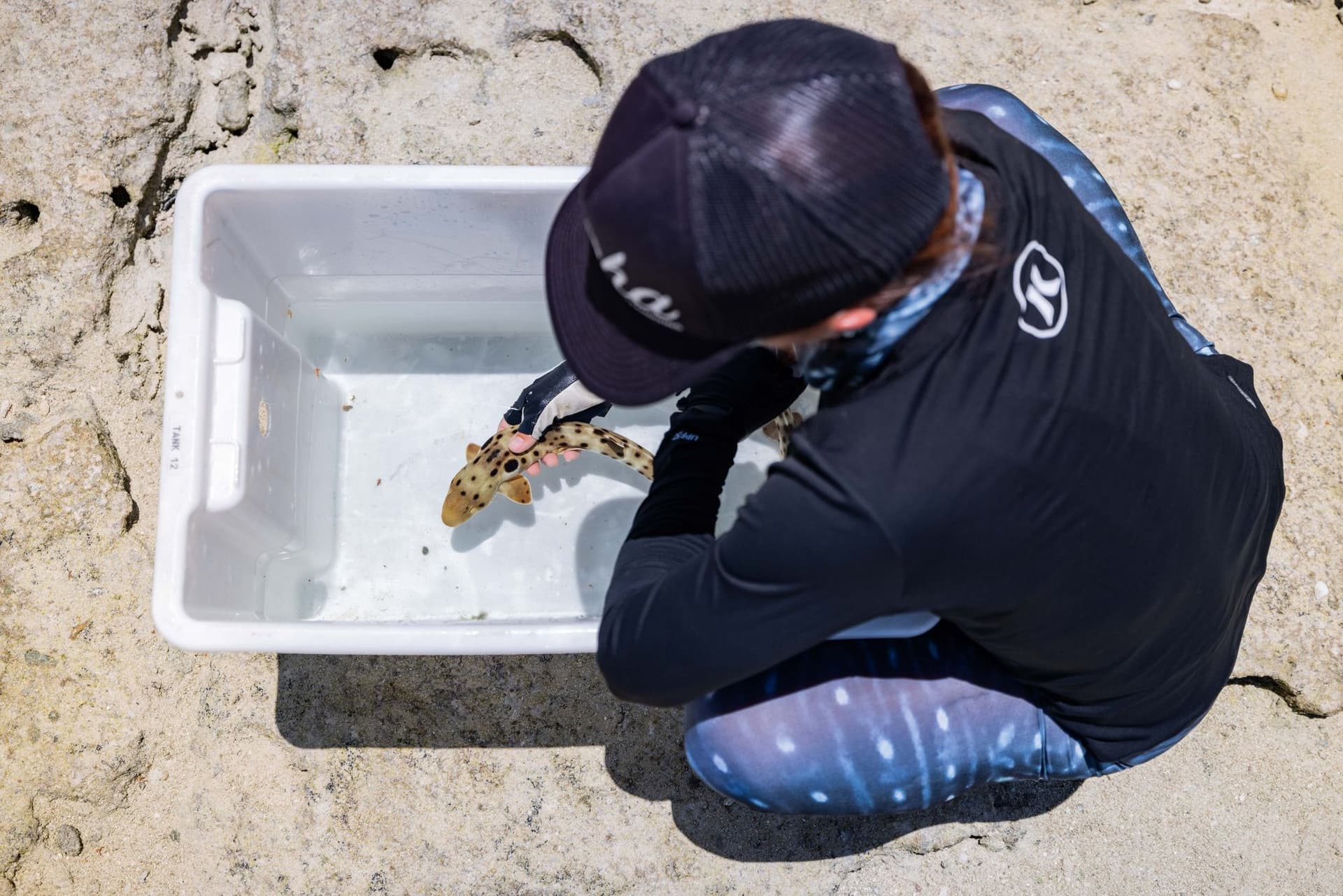 Epaulette shark research at GBR