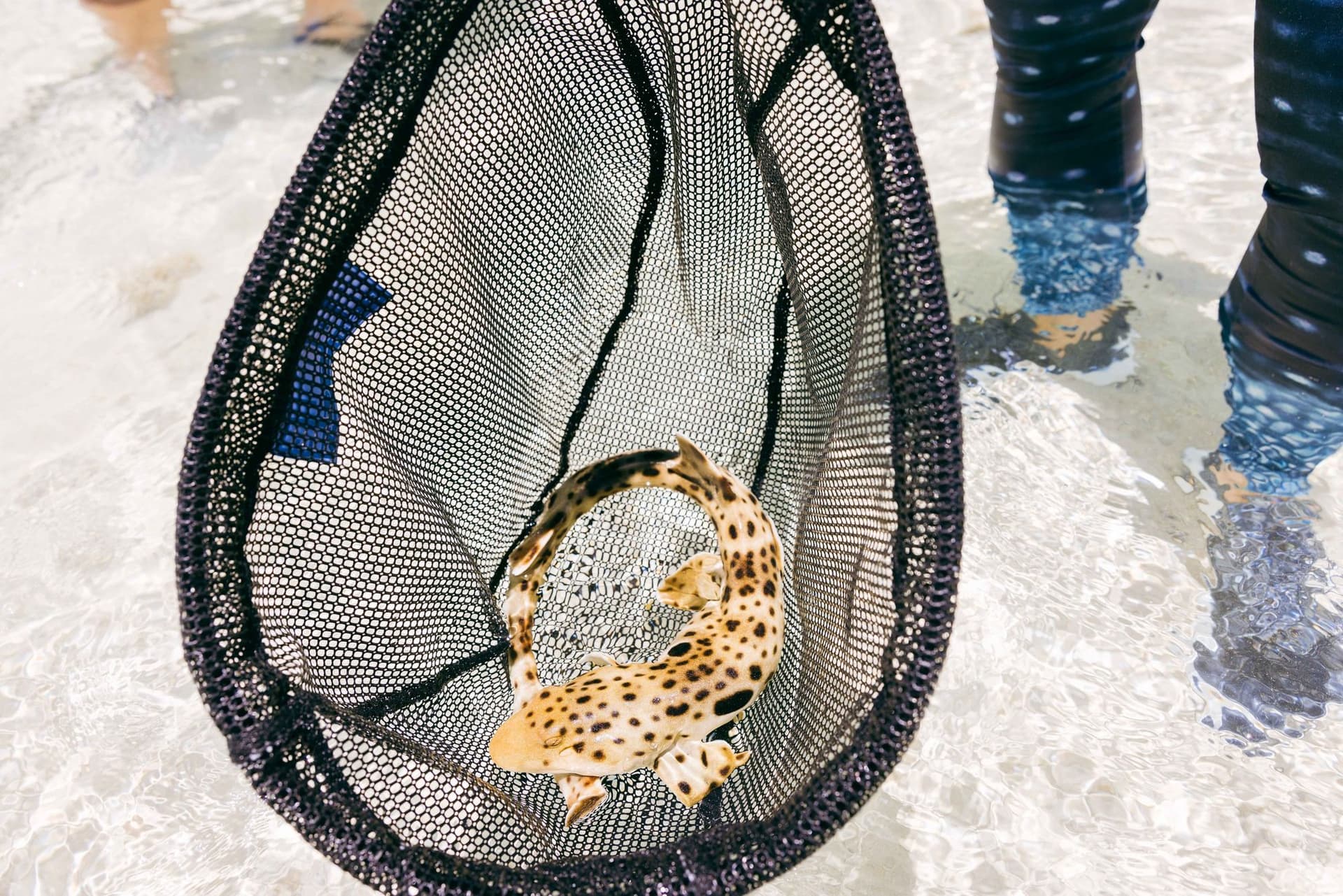 Epaulette shark research specimen