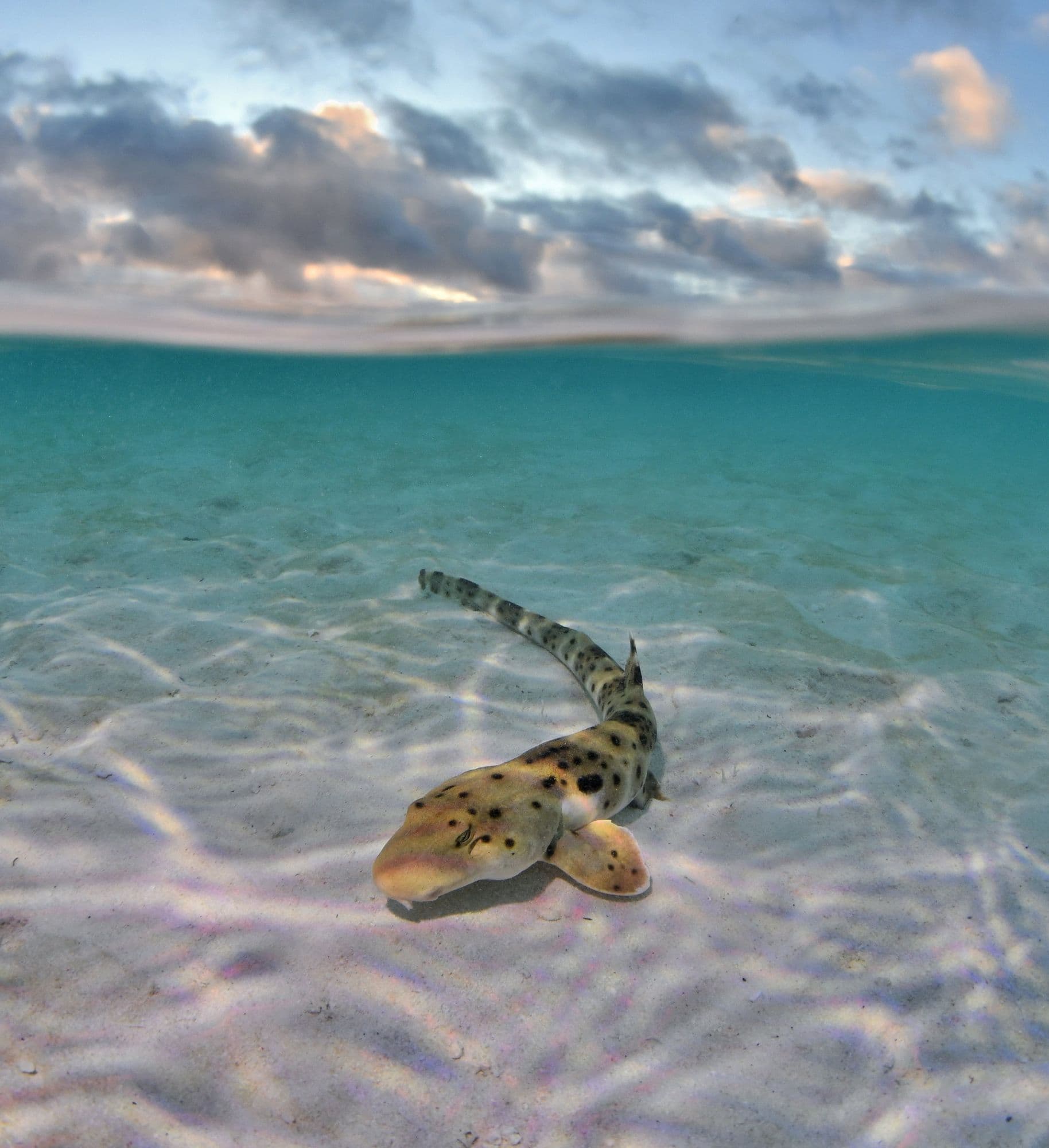 Epaulette shark in shallow habitat