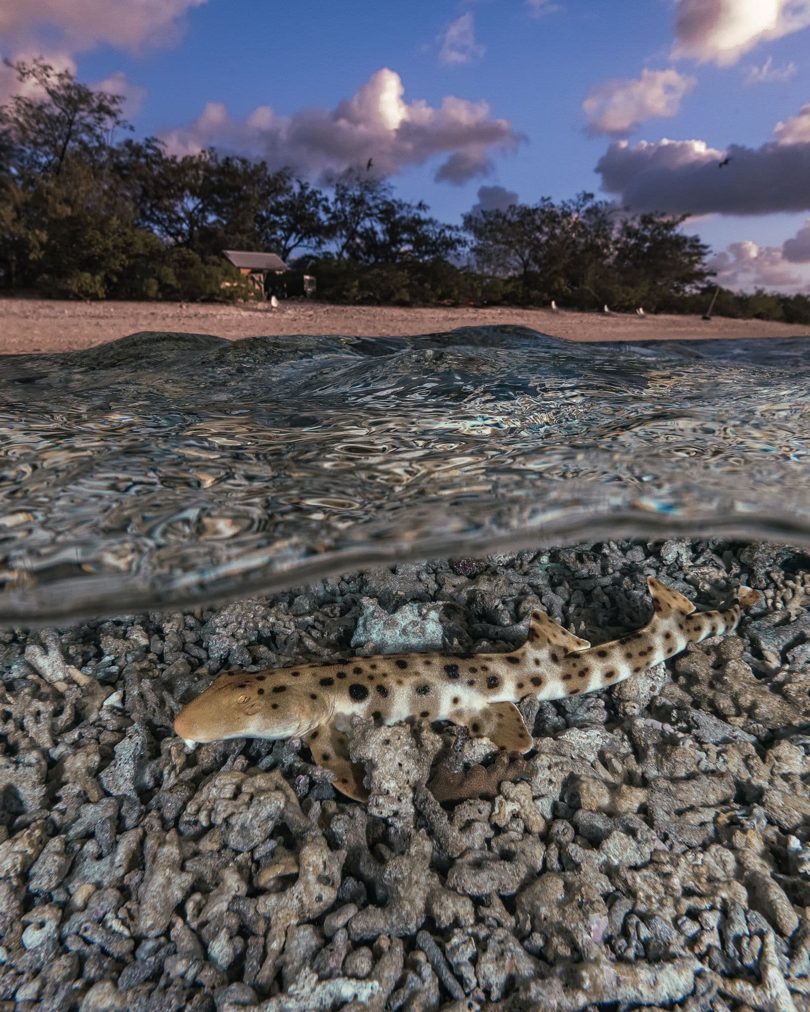 Epaulette shark in shallow water