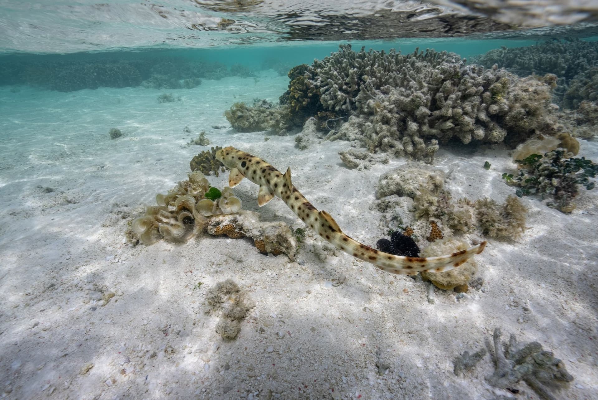 Swimming epaulette shark