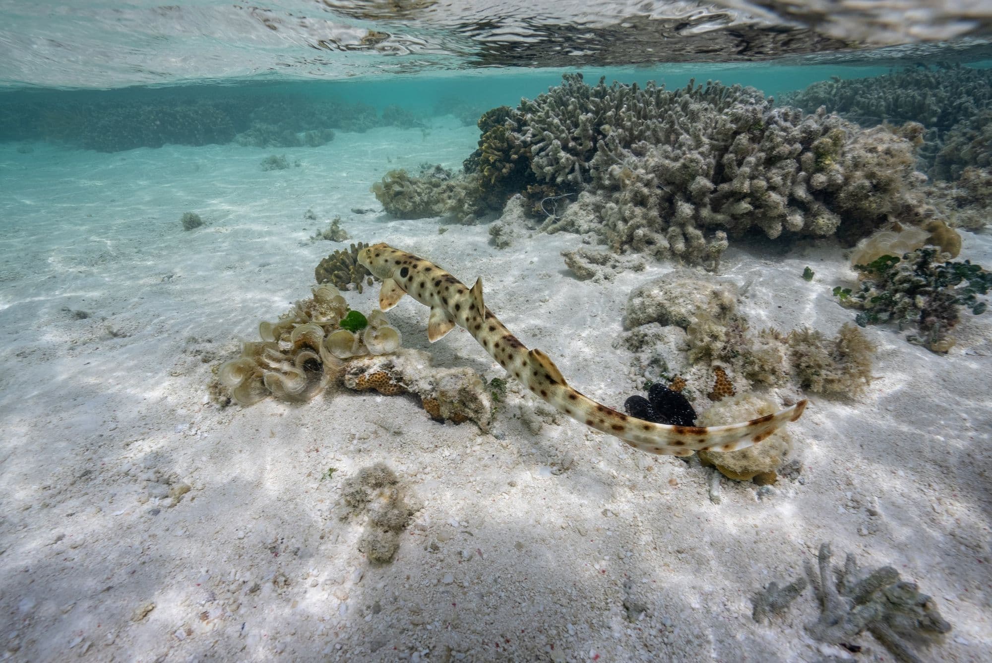 Swimming epaulette shark