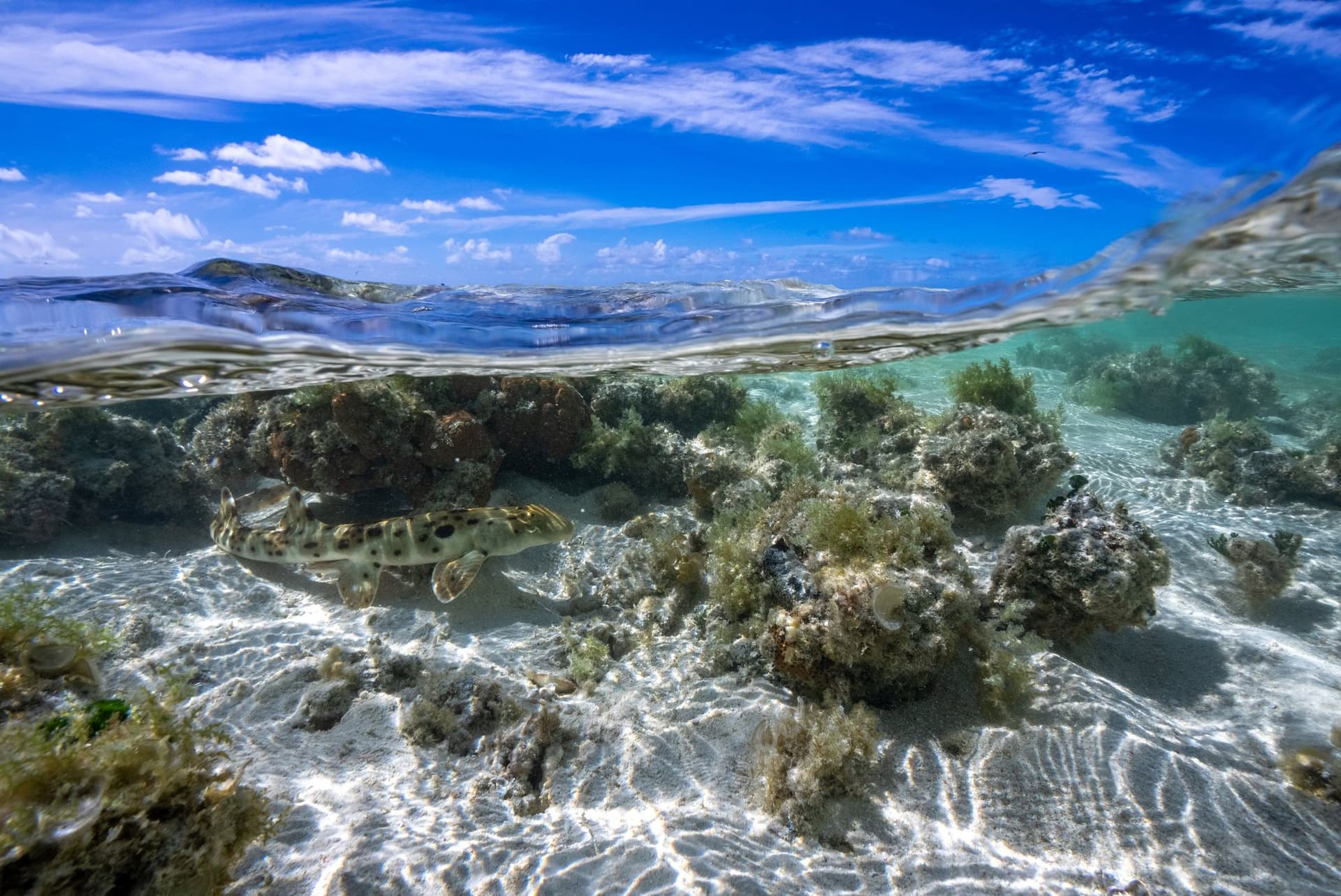 Epaulette shark swimming in reef flats