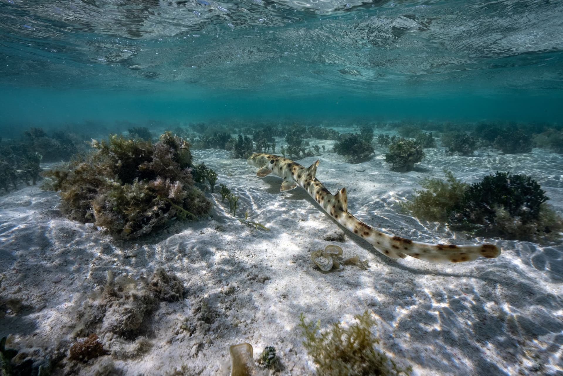 Epaulette shark tail detail